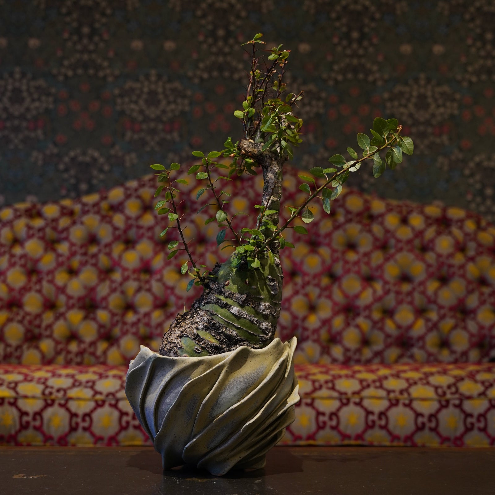 幸田大和×フォークイエリア・ファシクラータ