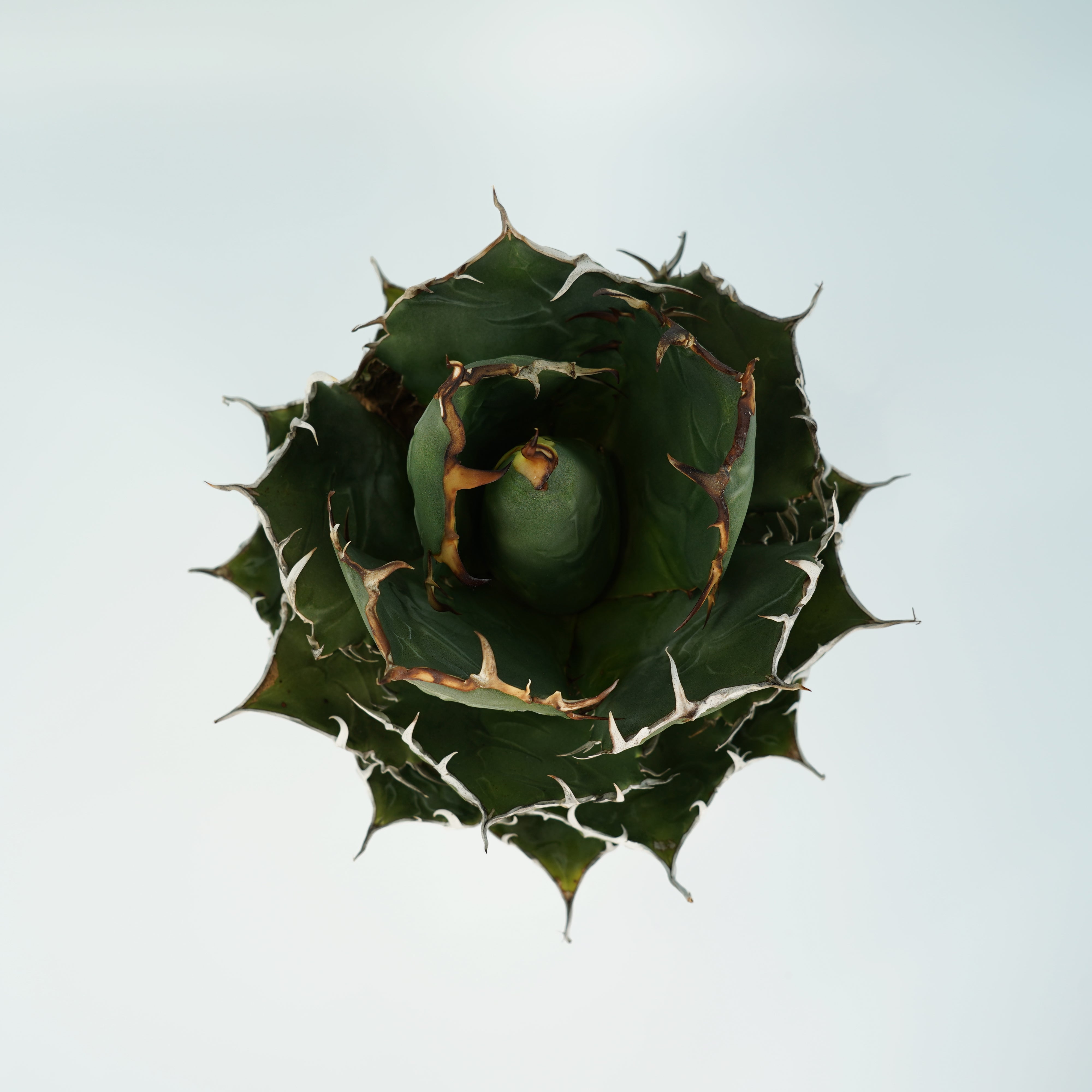 アガベ チタノタ 白鯨を鉢に植え替えてみた。 – Hachi-8