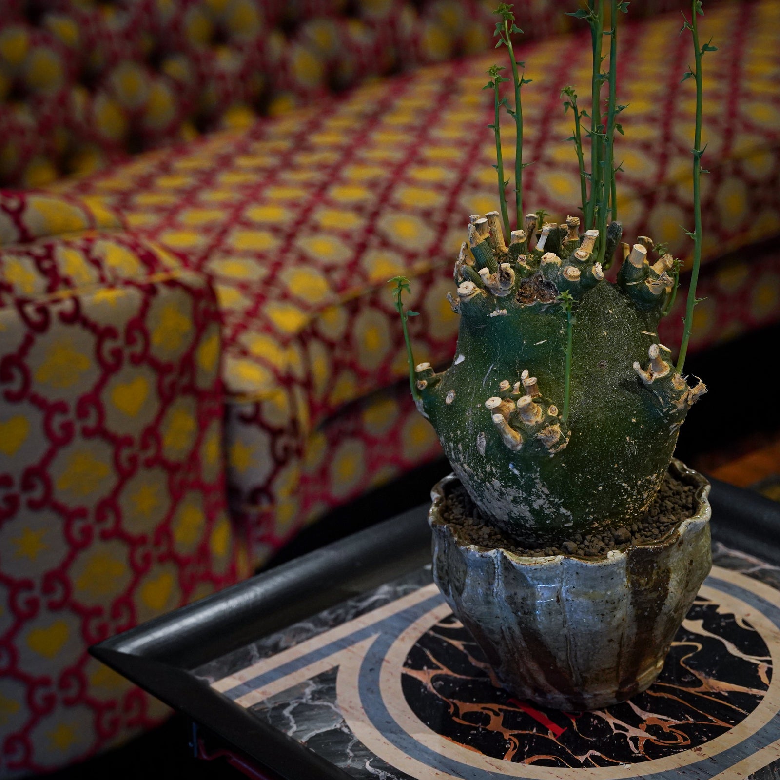 須釜優子×アデニア・グロボーサ