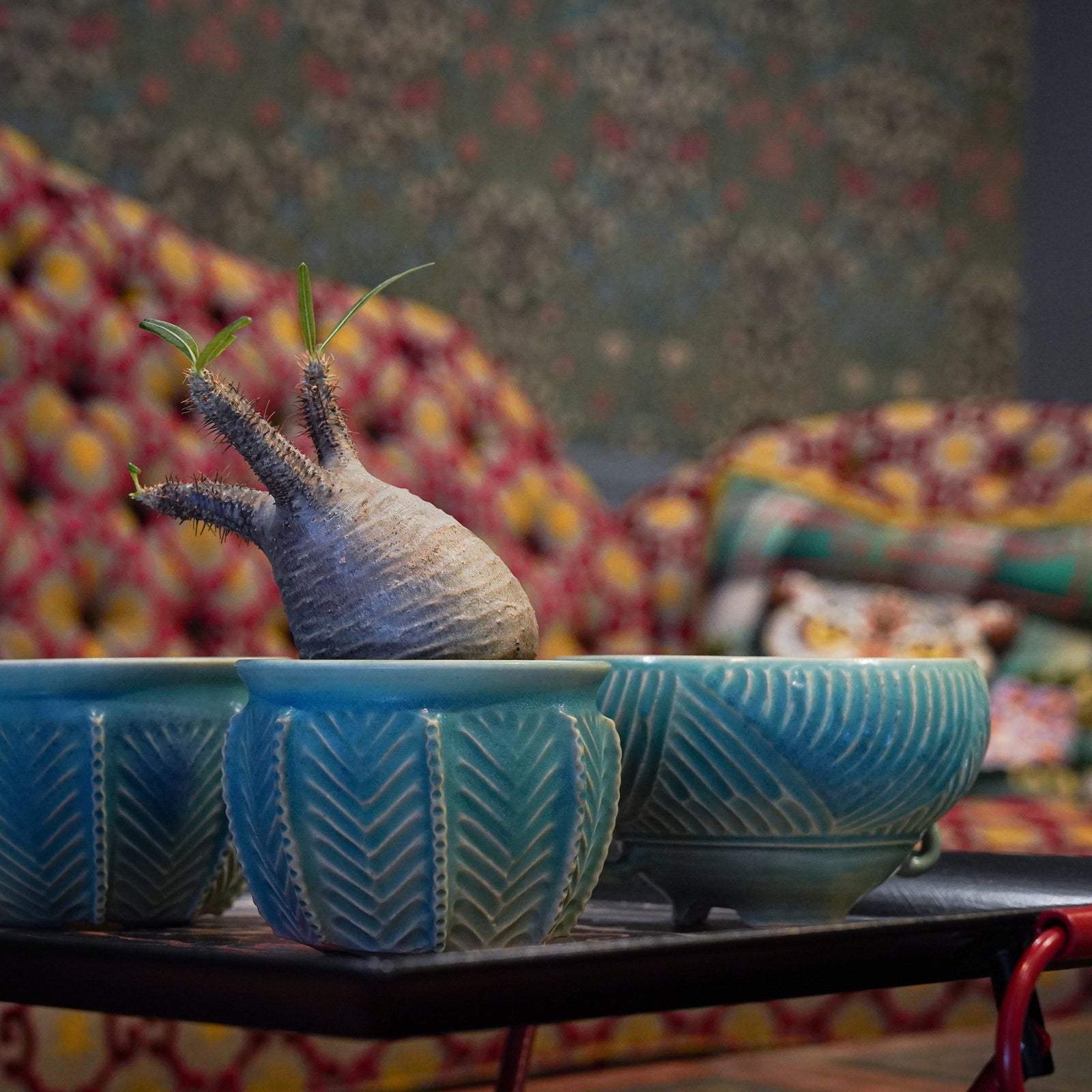 森山芙美×パキポディウム グラキリス