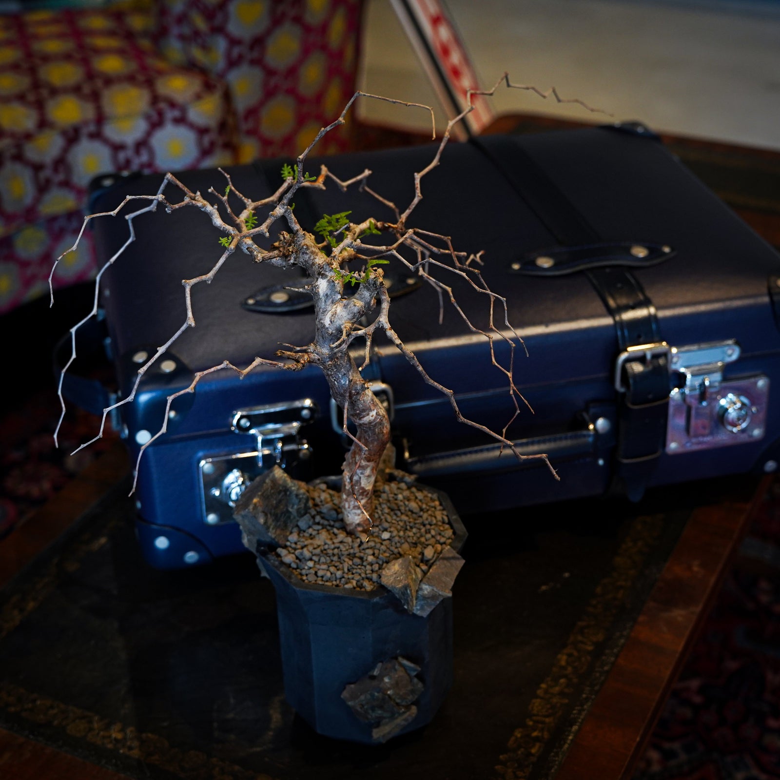 Gold Bricker × コミフォラ