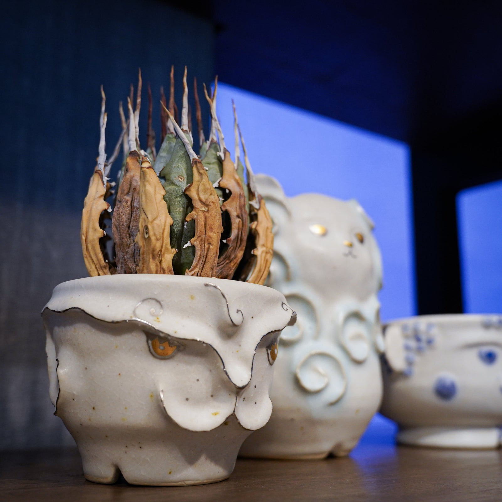 田路桂子×アガベ エボリスピナ ユタエンシス