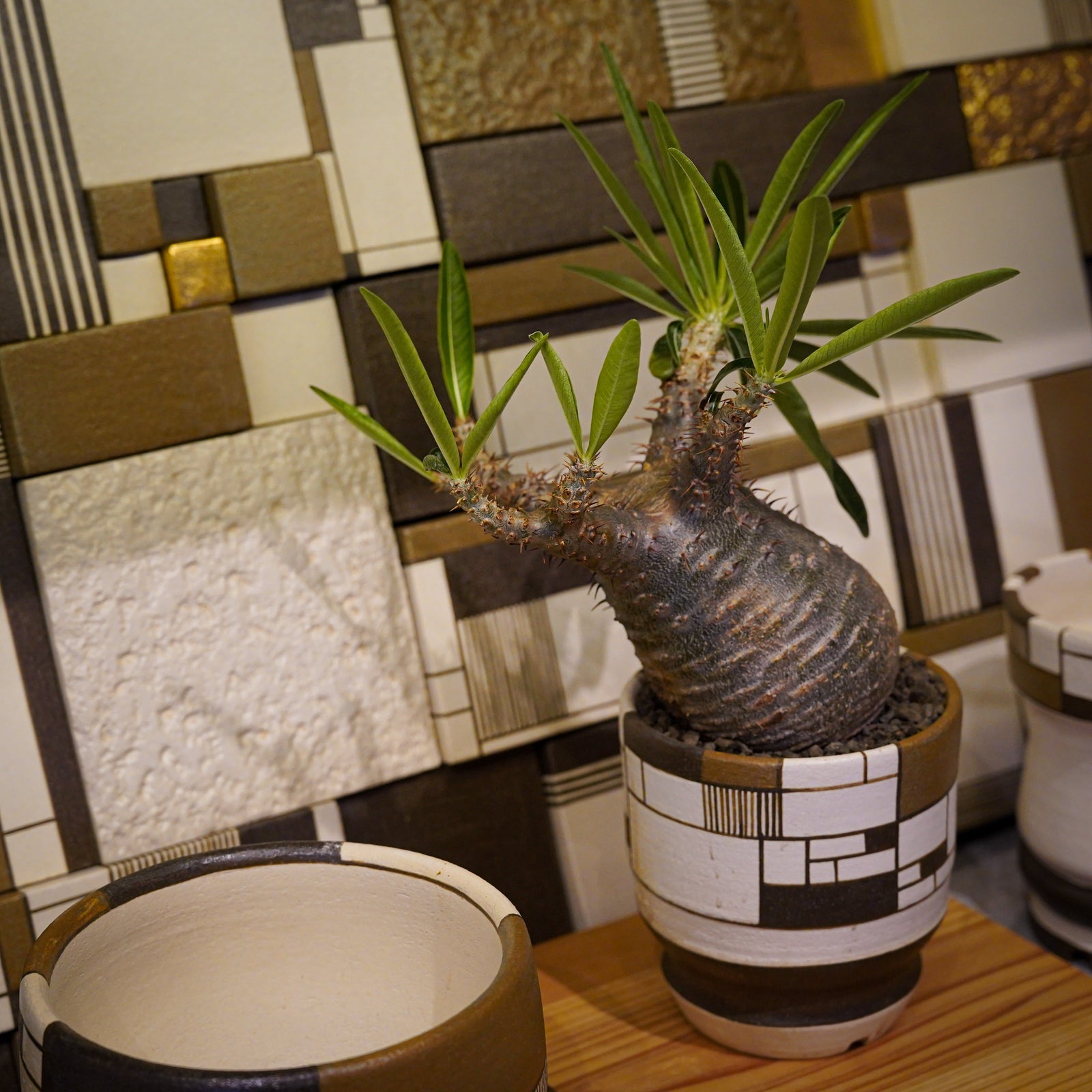 ウォルシュ香織×パキポディウム グラキリス