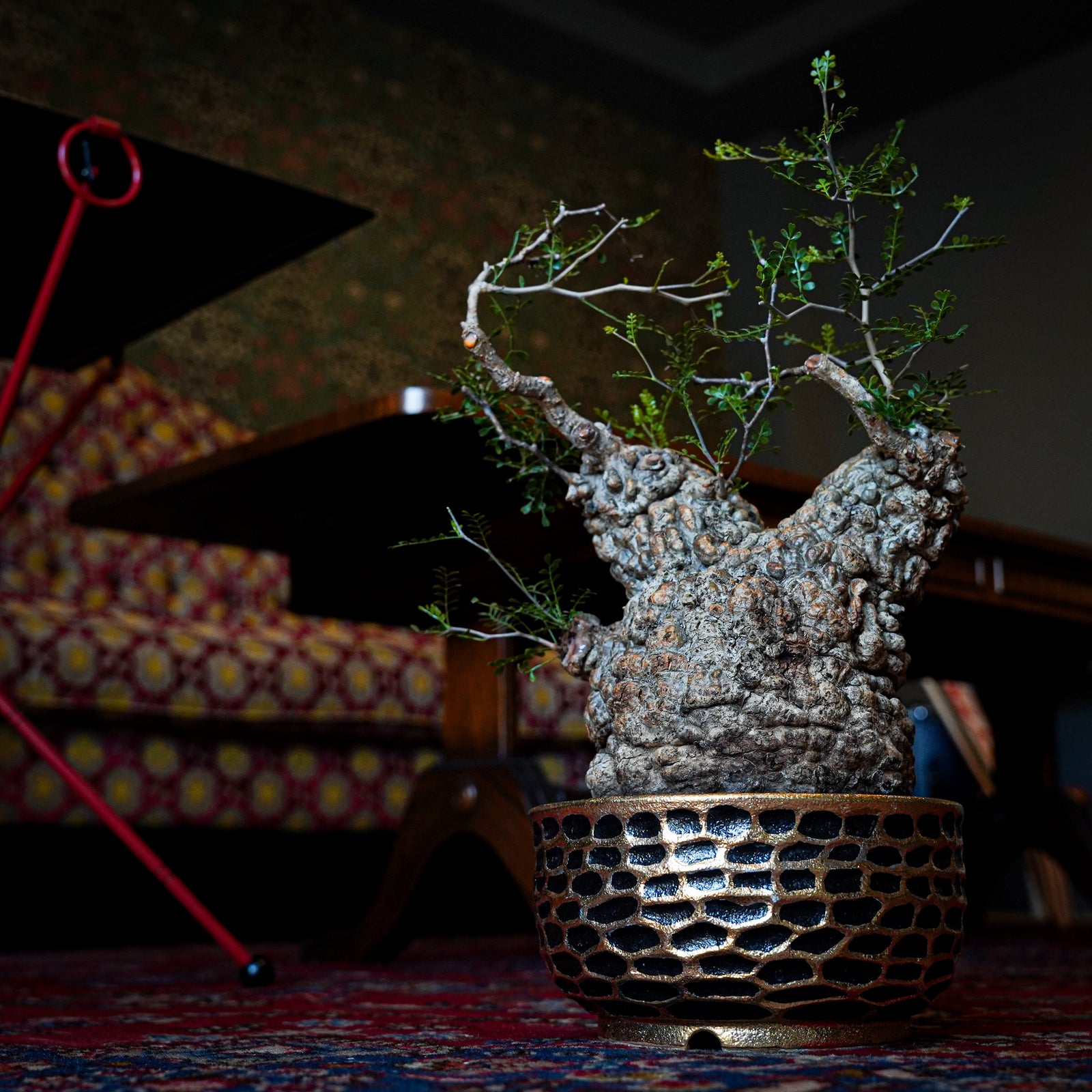 熊本栄司×オペルクリカリアパキプス