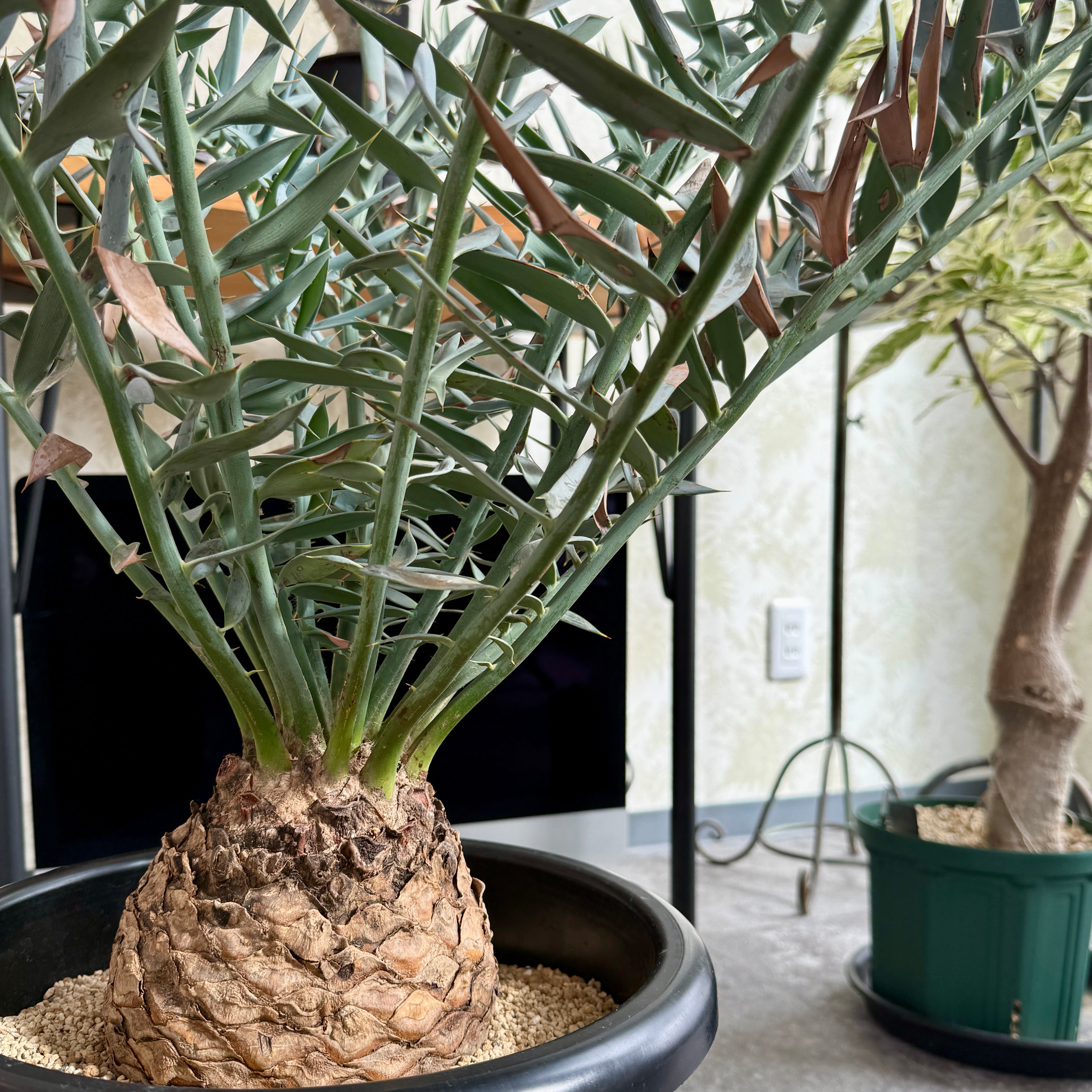 塊根植物 ホリダス（エンセファラルトス・ホリダス）再入荷！自生地