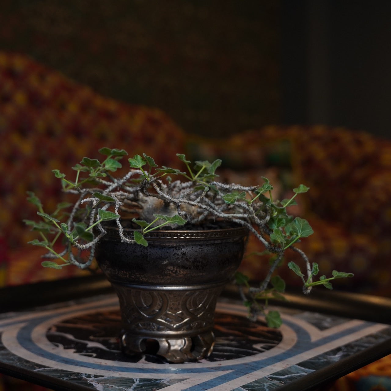 後藤瑞葉×ヤトロファ・マルギナータ