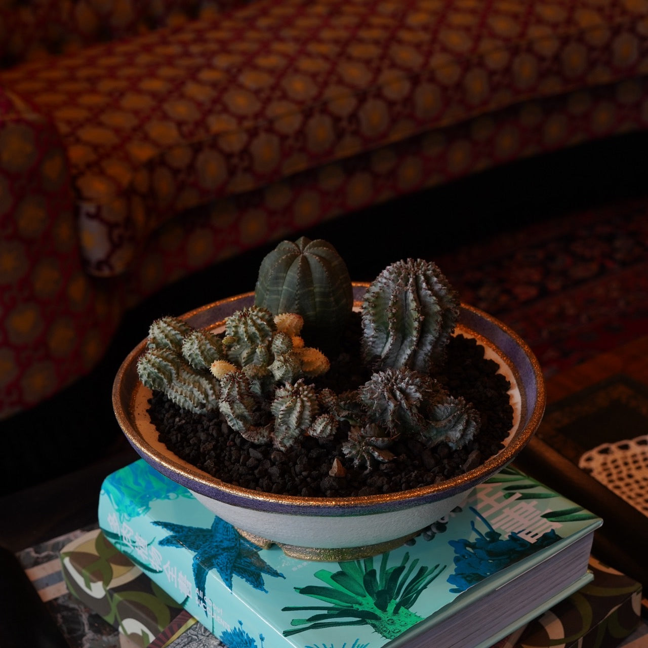 熊本栄司×ユーフォルビア寄せ植え