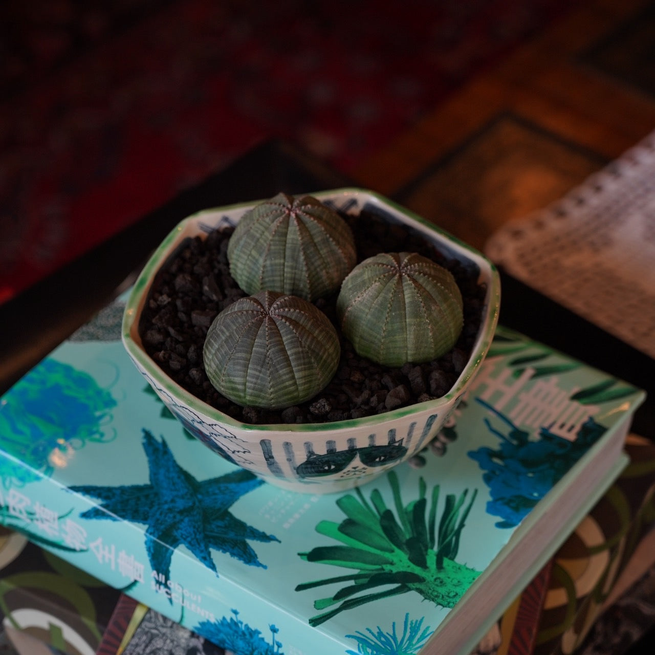 田路桂子×ユーフォルビア・ホリダ