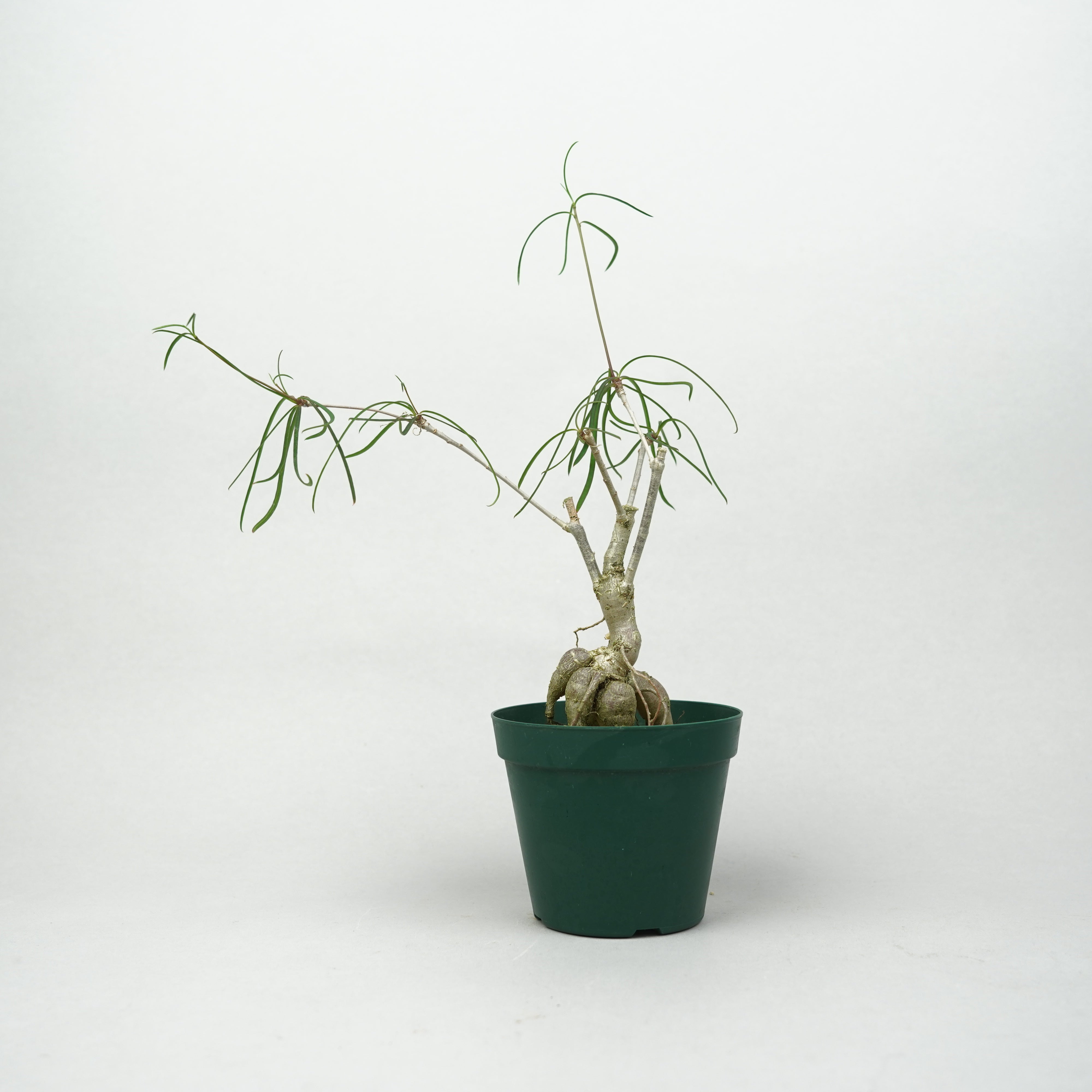 ユーフォルビア・ヘディオトイデス「Euphorbia hedyotoides」/EU0899