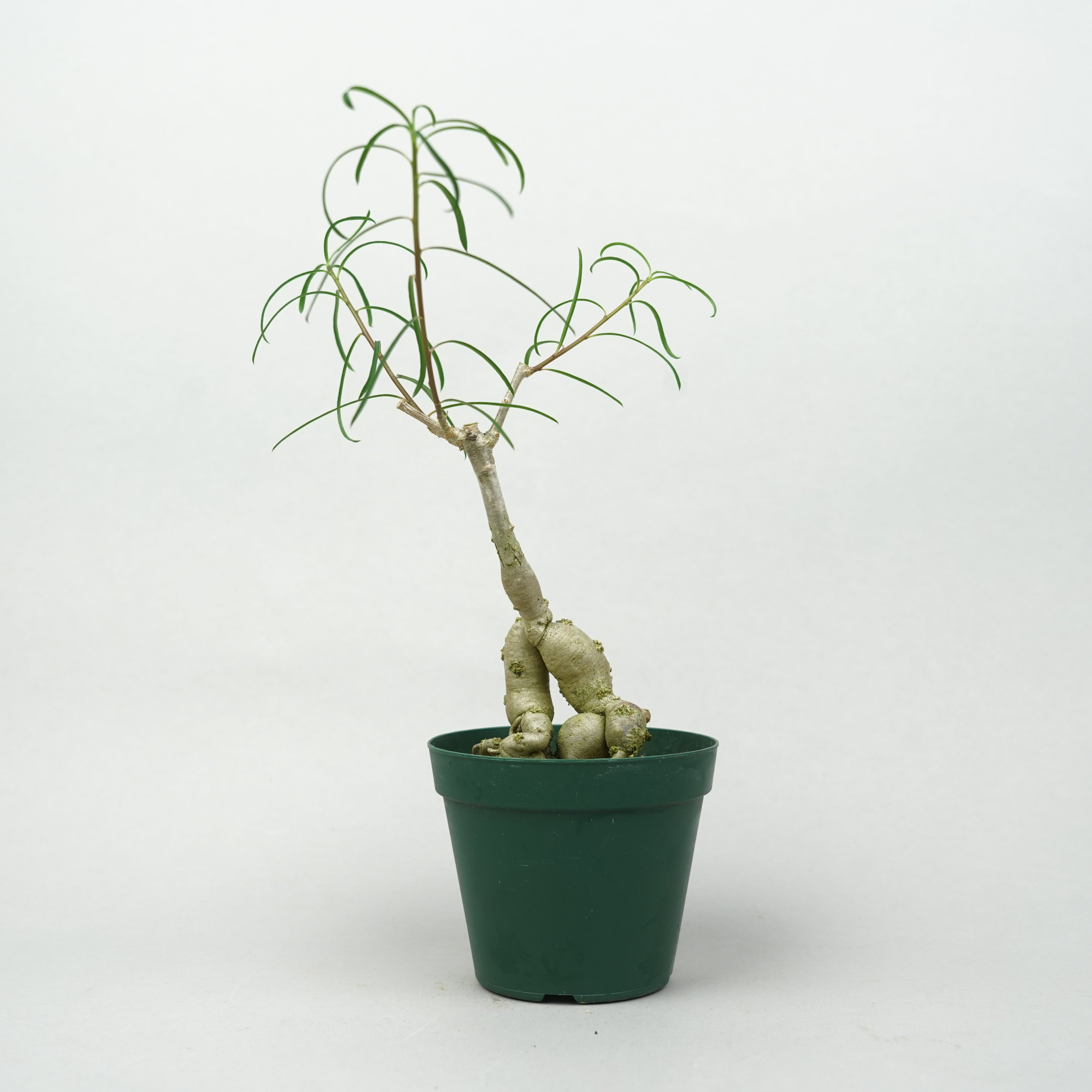 ユーフォルビア・ヘディオトイデス「Euphorbia hedyotoides」/EU0898