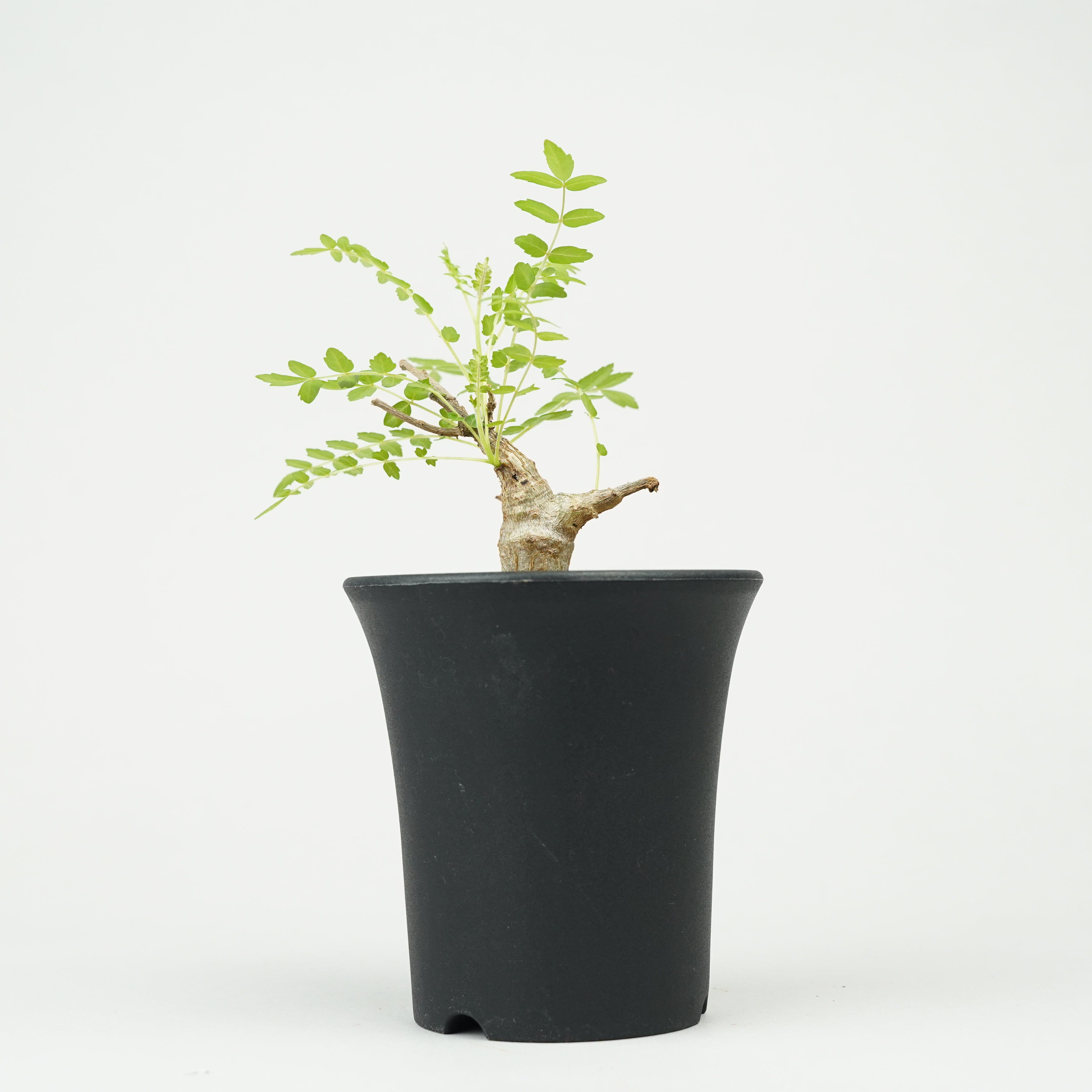 ボスべリア　ネグレクタ ボスウェリア・ネグレクタ 実生「Boswellia neglecta seedling