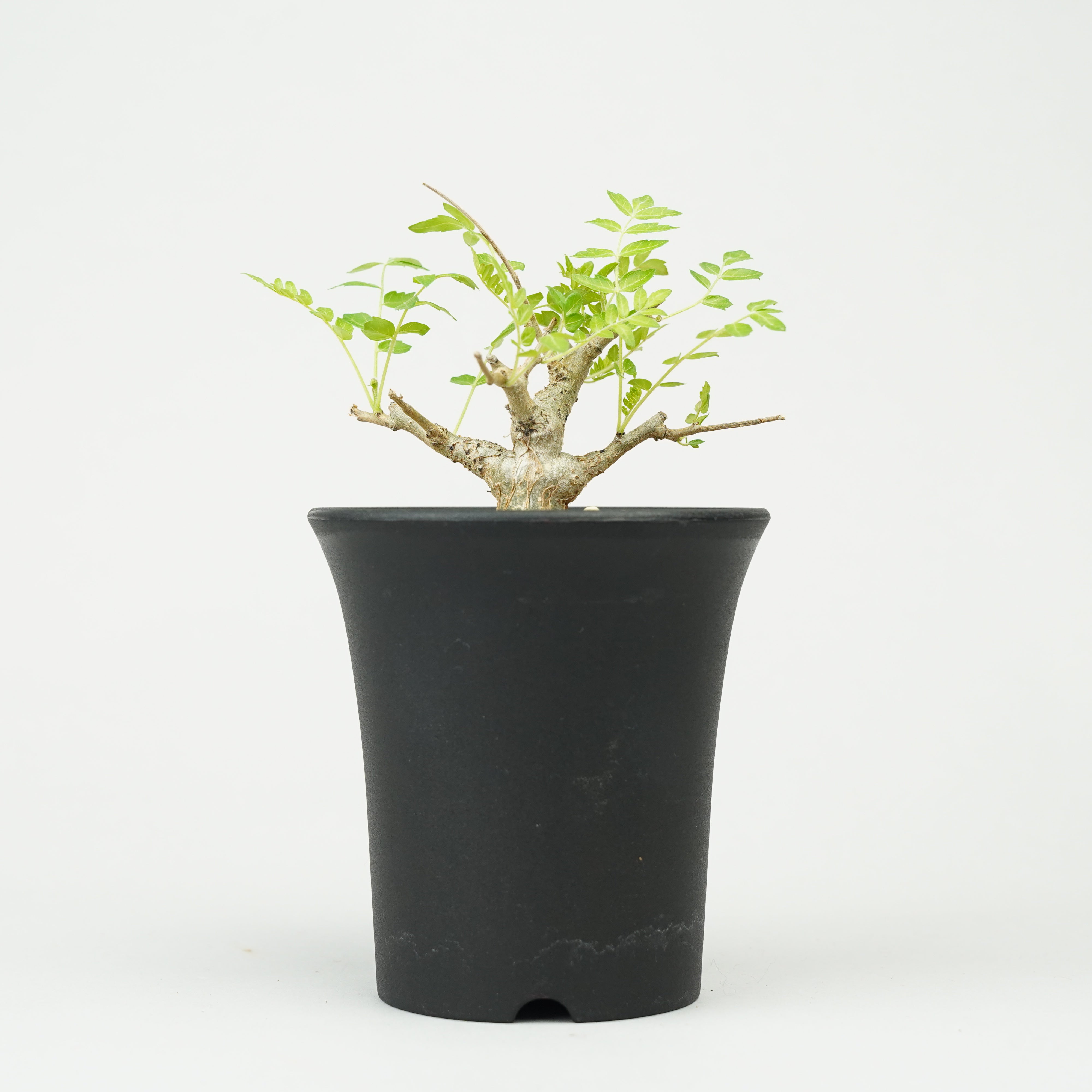 ボスウェリア・ネグレクタ 実生「Boswellia neglecta seedling