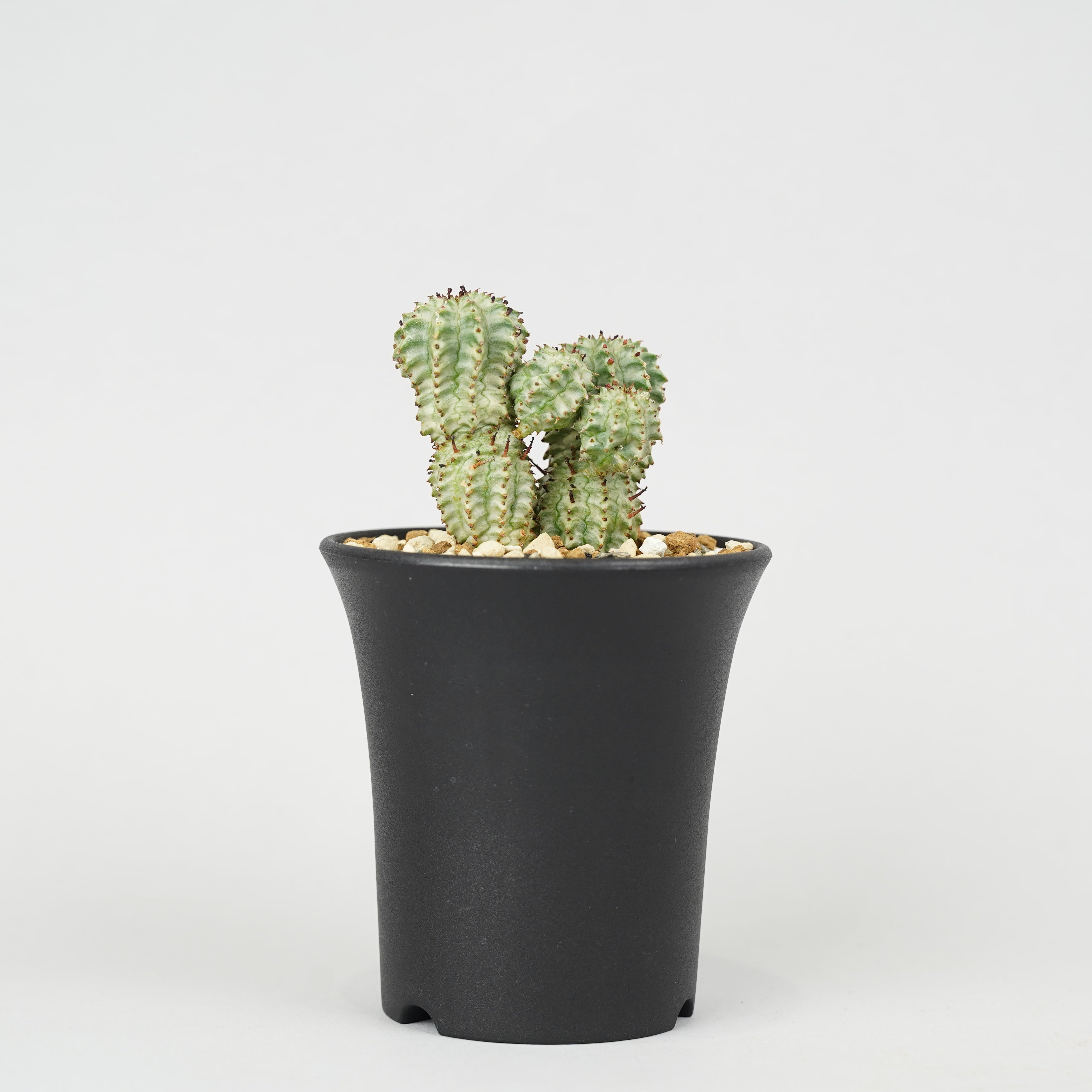 ユーフォルビア・ペルドルシアナ 斑入り「Euphorbia perdorsiana