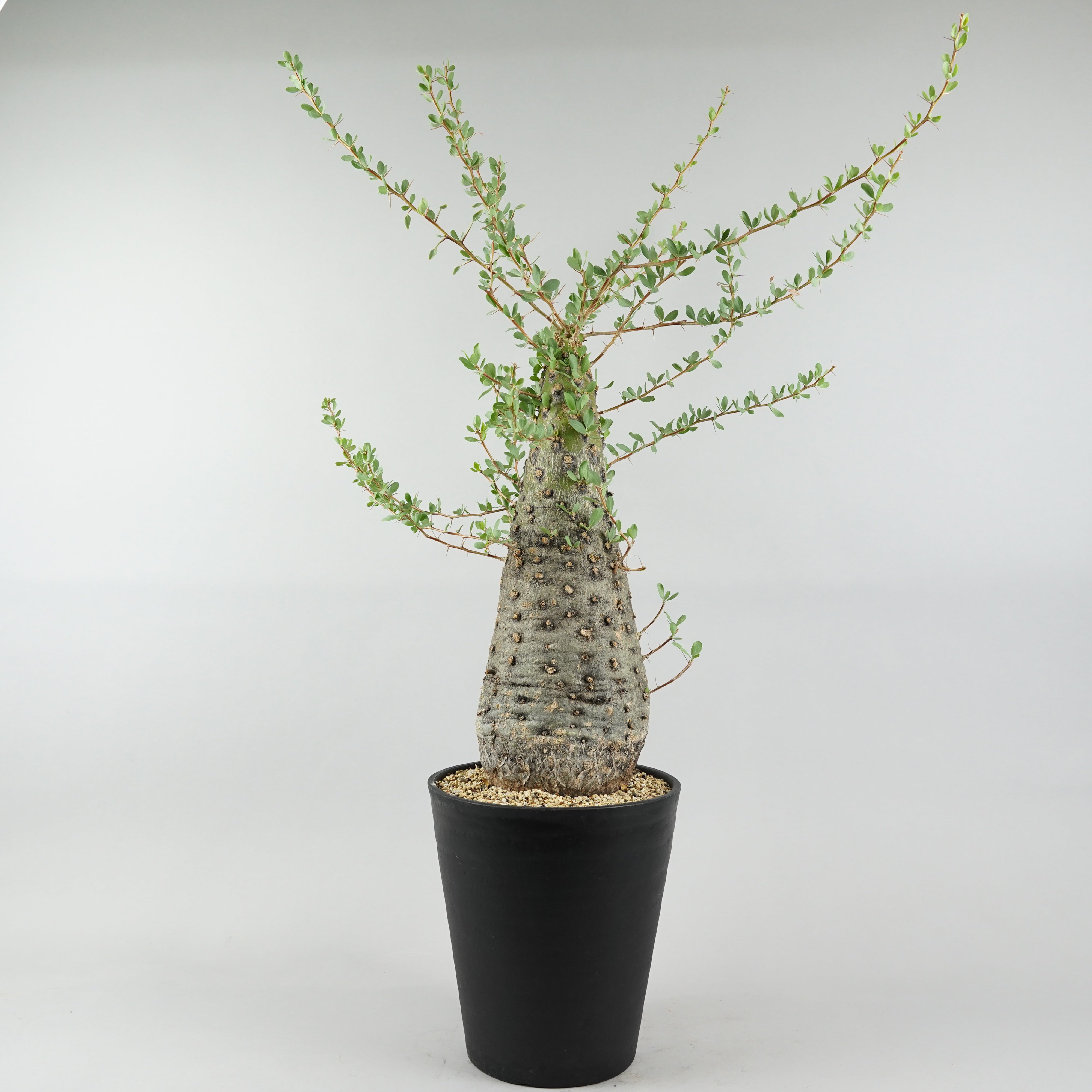Fouquieria columnaris コルムナリス フォークイエリア コルムナリス 観峰玉 「Fouquieria columnaris