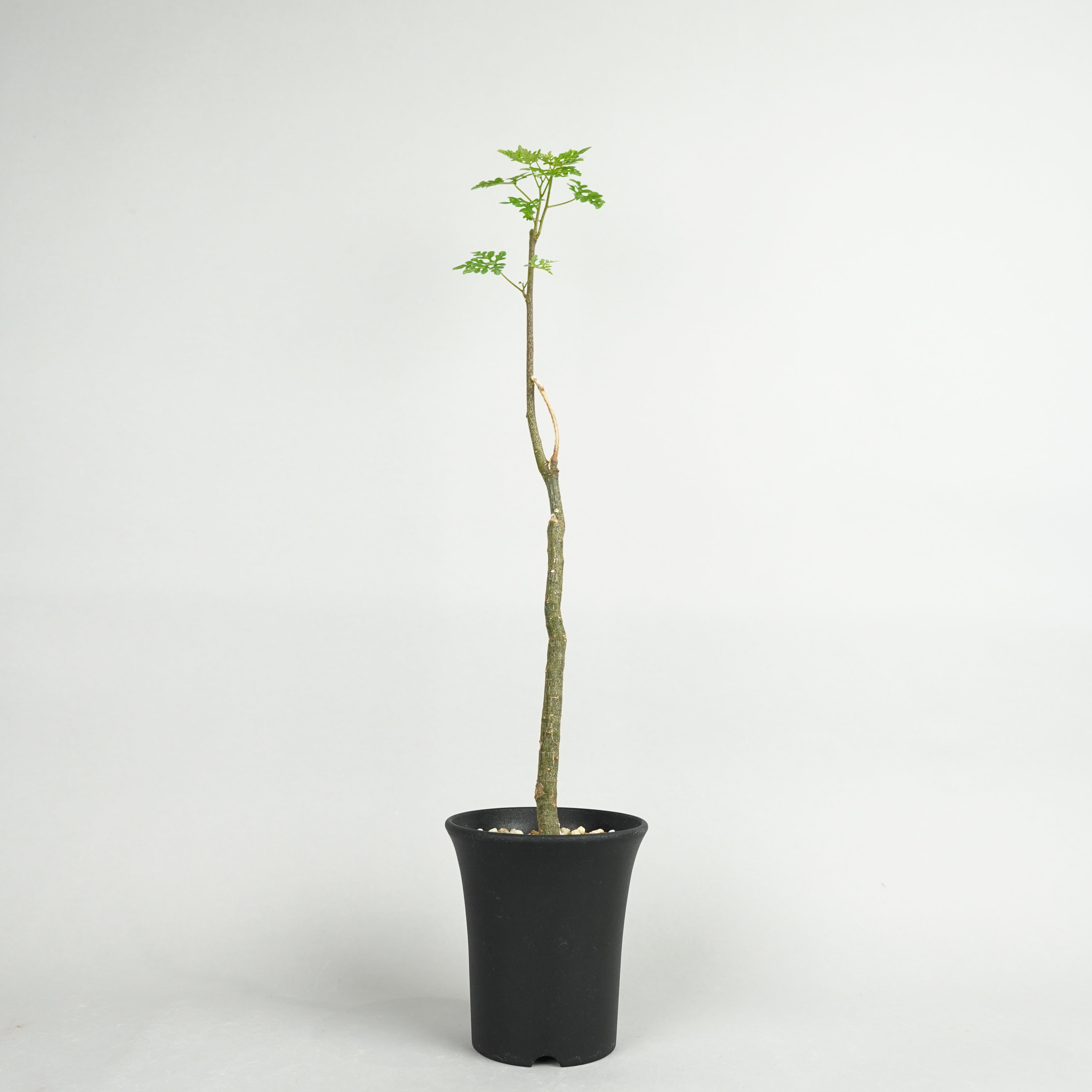 アデニア・ペリエリ「Adenia perrieri」/ET0690 – Hachi-8