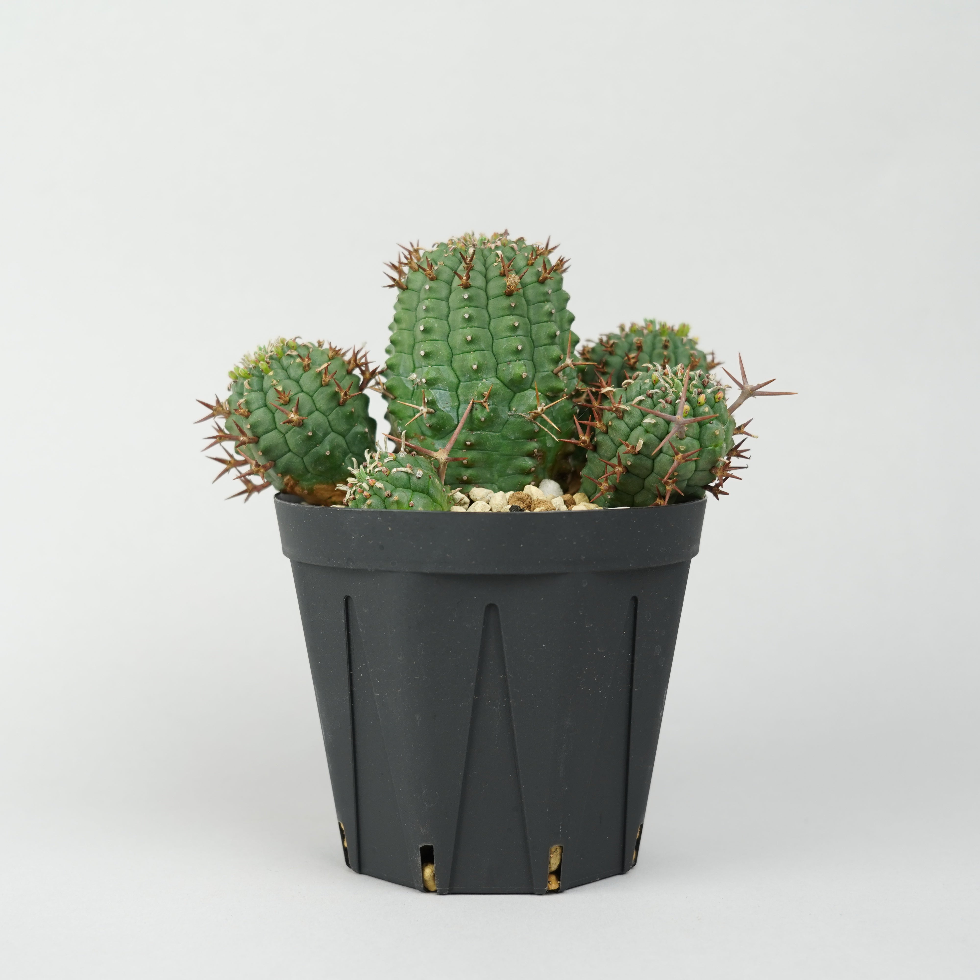 ユーフォルビア・ステリスピナ(群星冠)「Euphorbia Stellispina