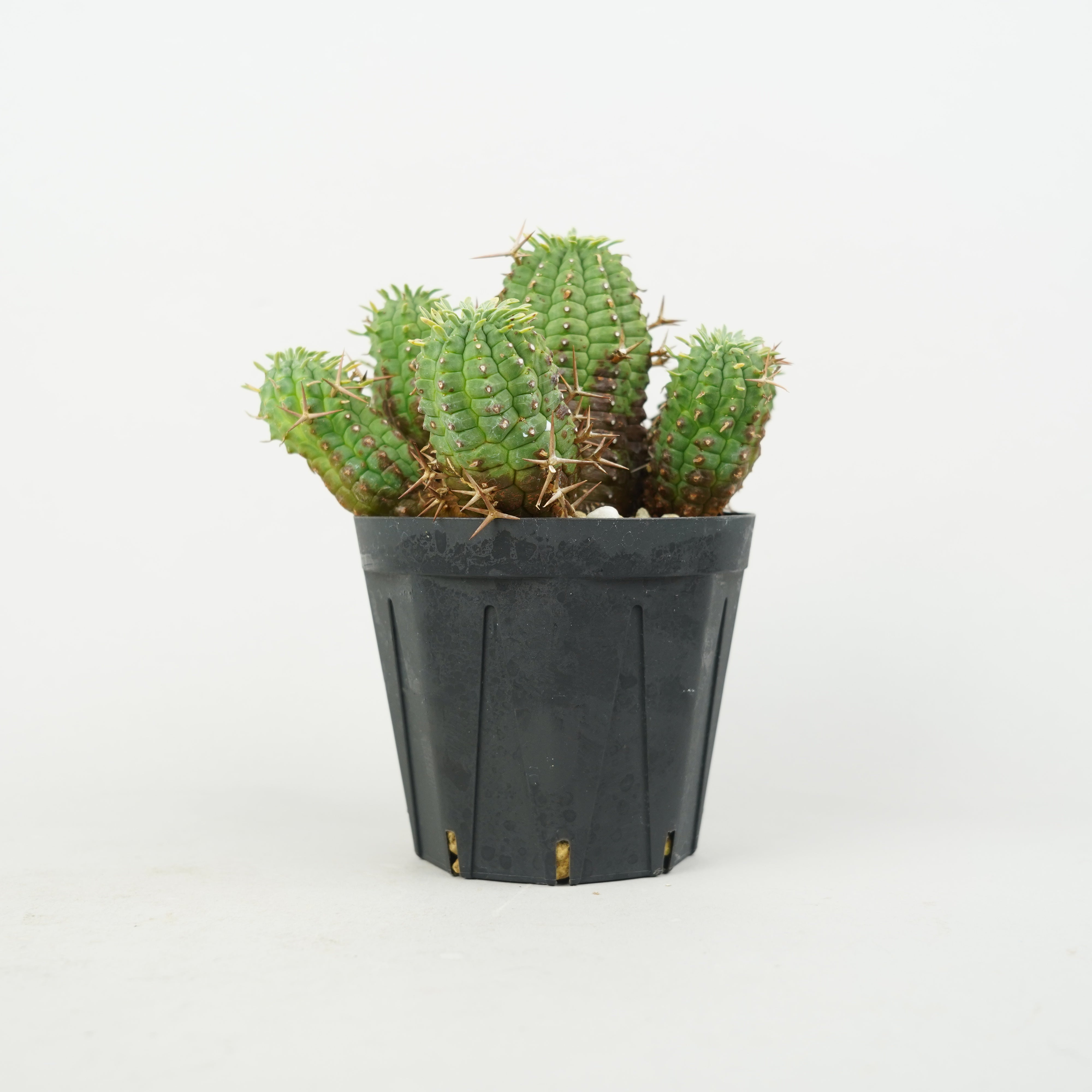 ユーフォルビア・ステリスピナ(群星冠)「Euphorbia Stellispina