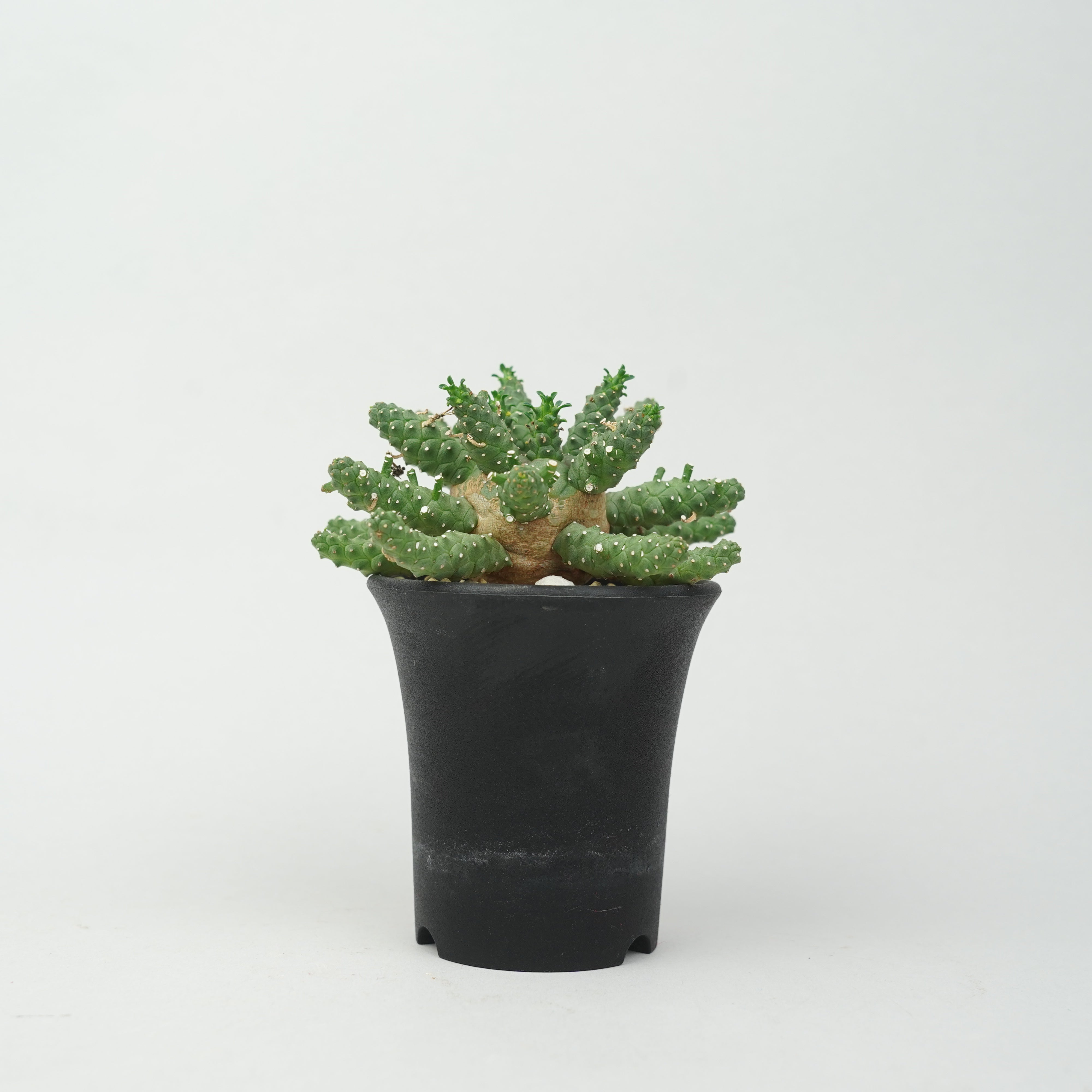 ユーフォルビア・メデューサ 'ハイブリッド'「Euphorbia Medusae