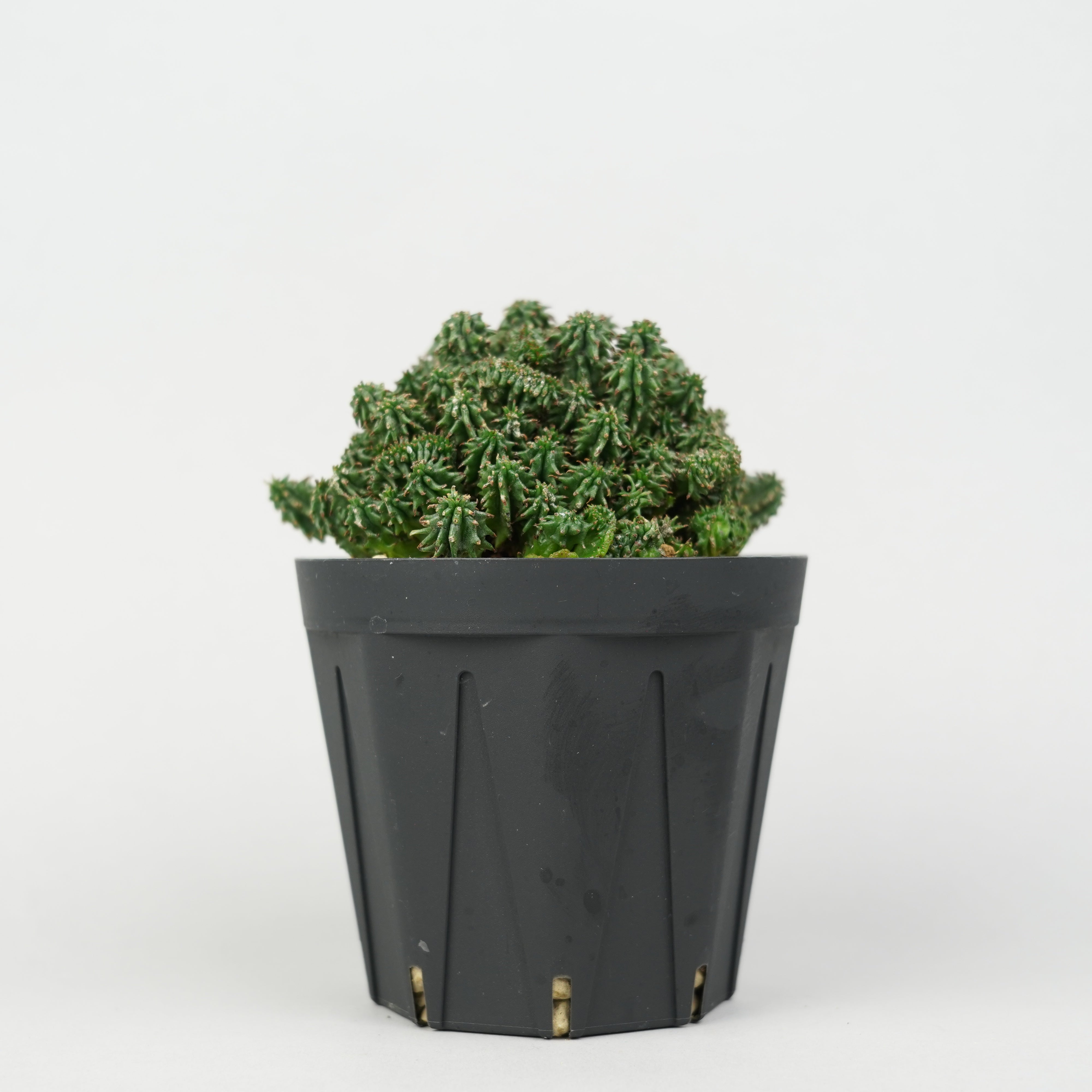 ユーフォルビア・ホリダ 'クリスタータ'「Euphorbia horrida cristata