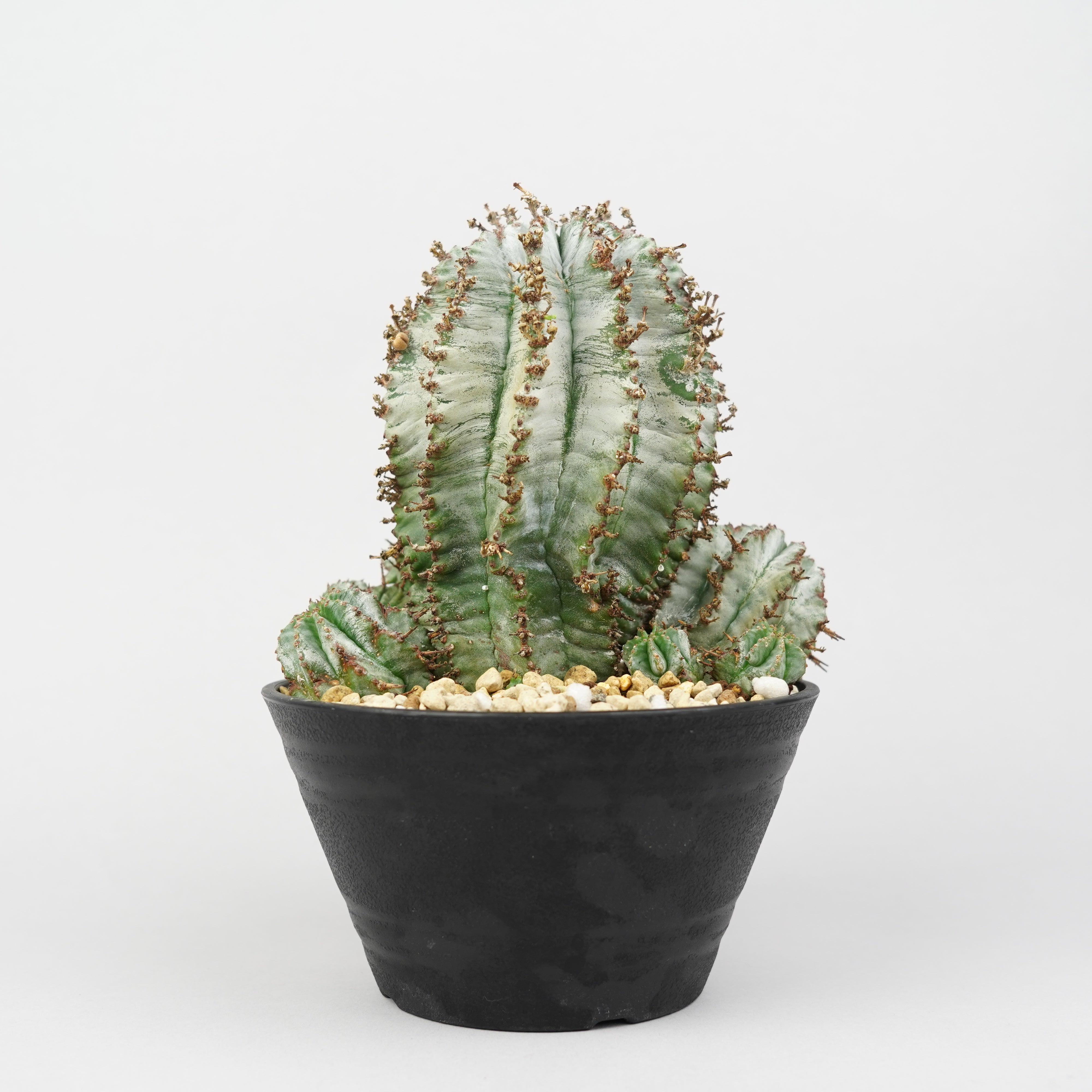 ユーフォルビア・ホリダ 「Euphorbia horrida」/EU790 – Hachi-8