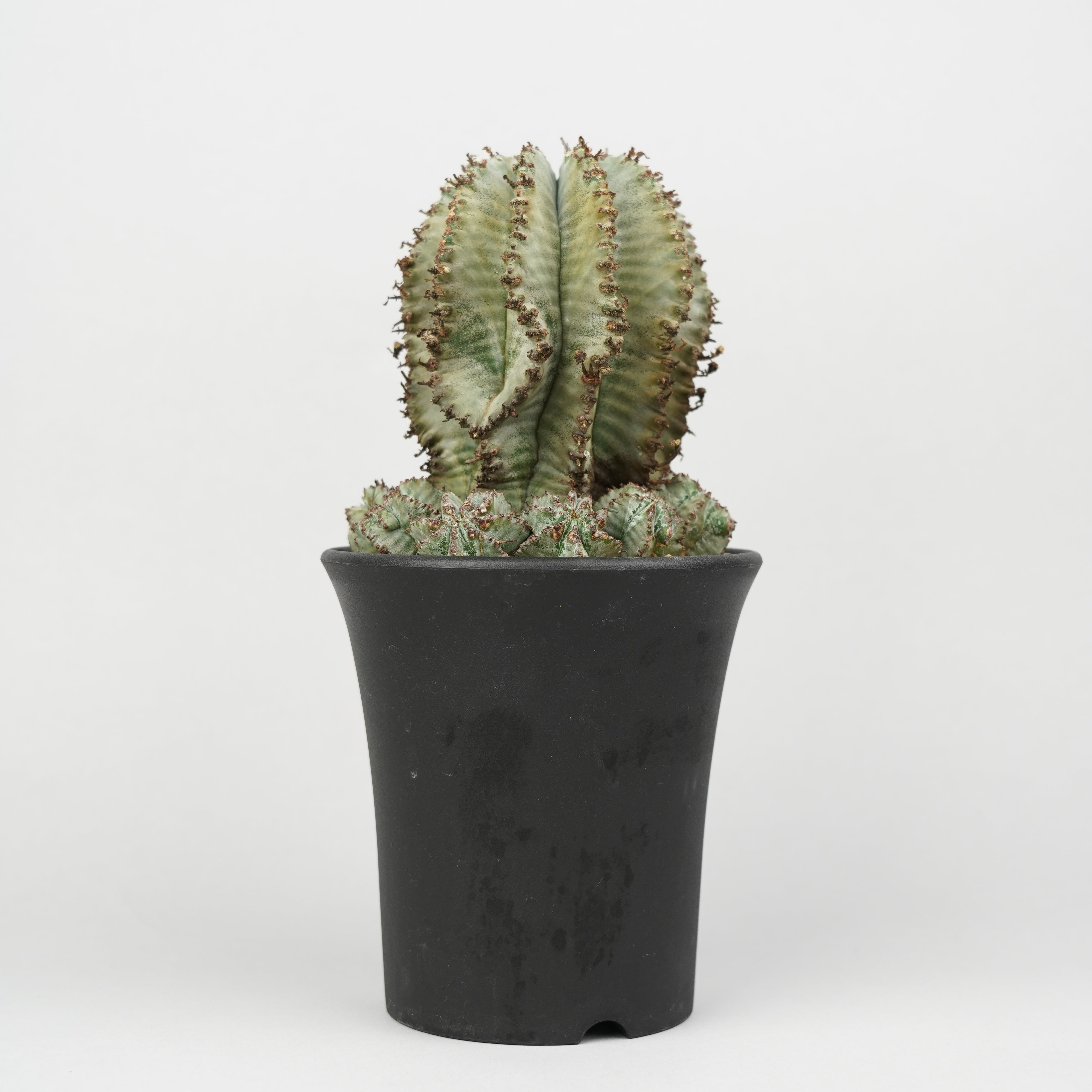 ユーフォルビア ホリダ錦+鉢（渋谷英一/Opus001Large メス株！ ユーフォルビア・ホリダ 「Euphorbia horrida」/EU788 – Hachi-8