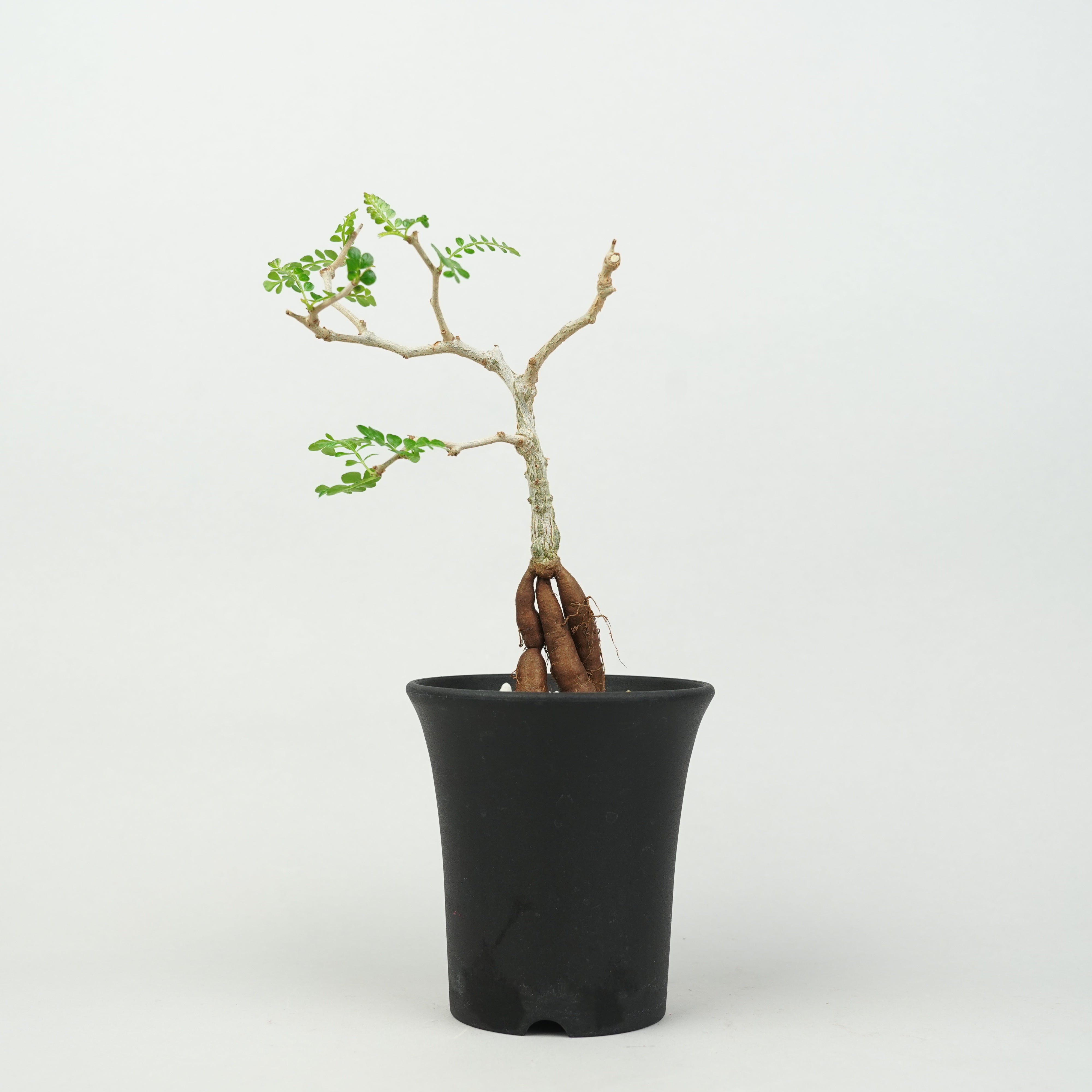 オペルクリカリア・パキプス 実生「Operculicarya pachypus seedling