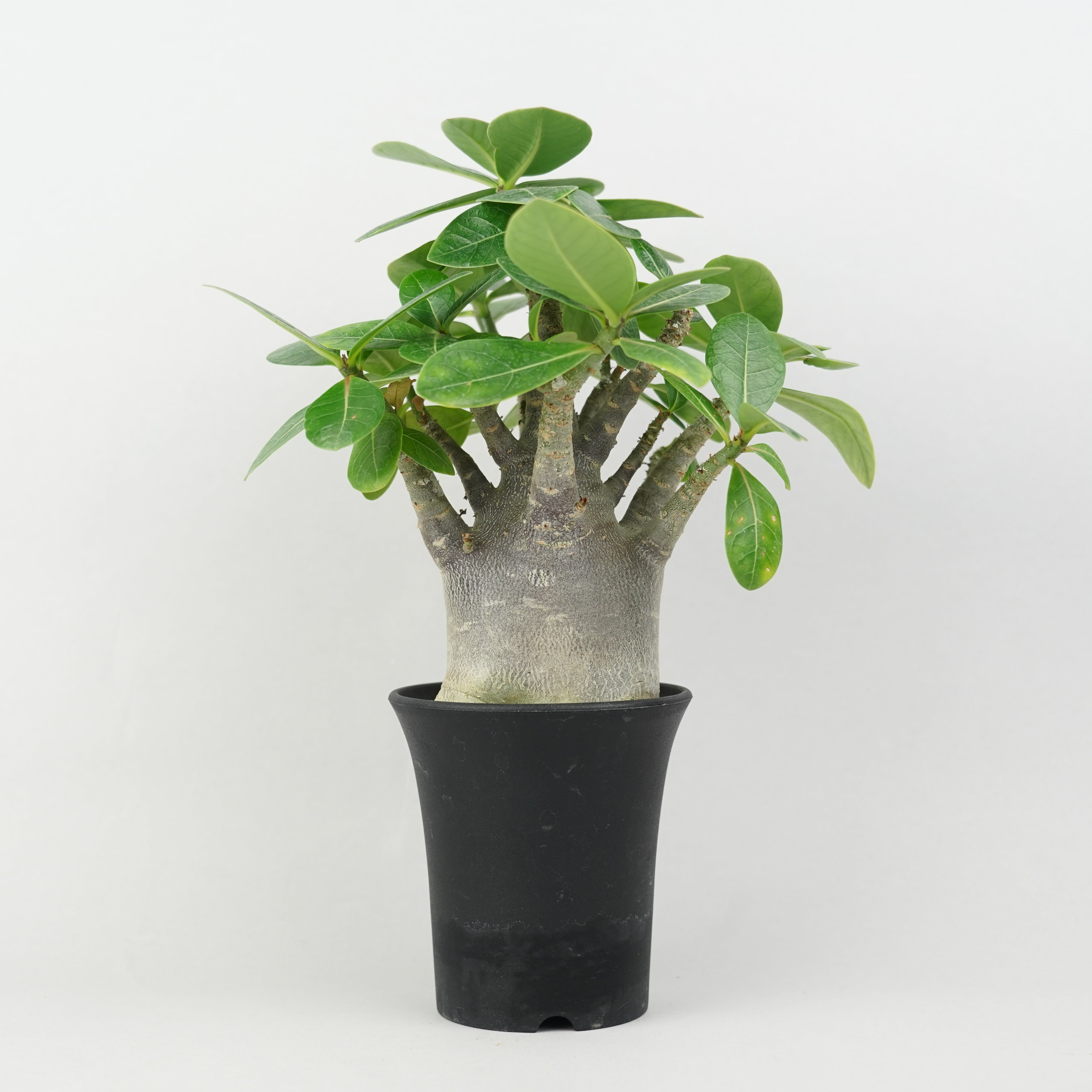 アデニウム・アラビカム'ブラック'「Adenium Arabicum Black」/ AD0537