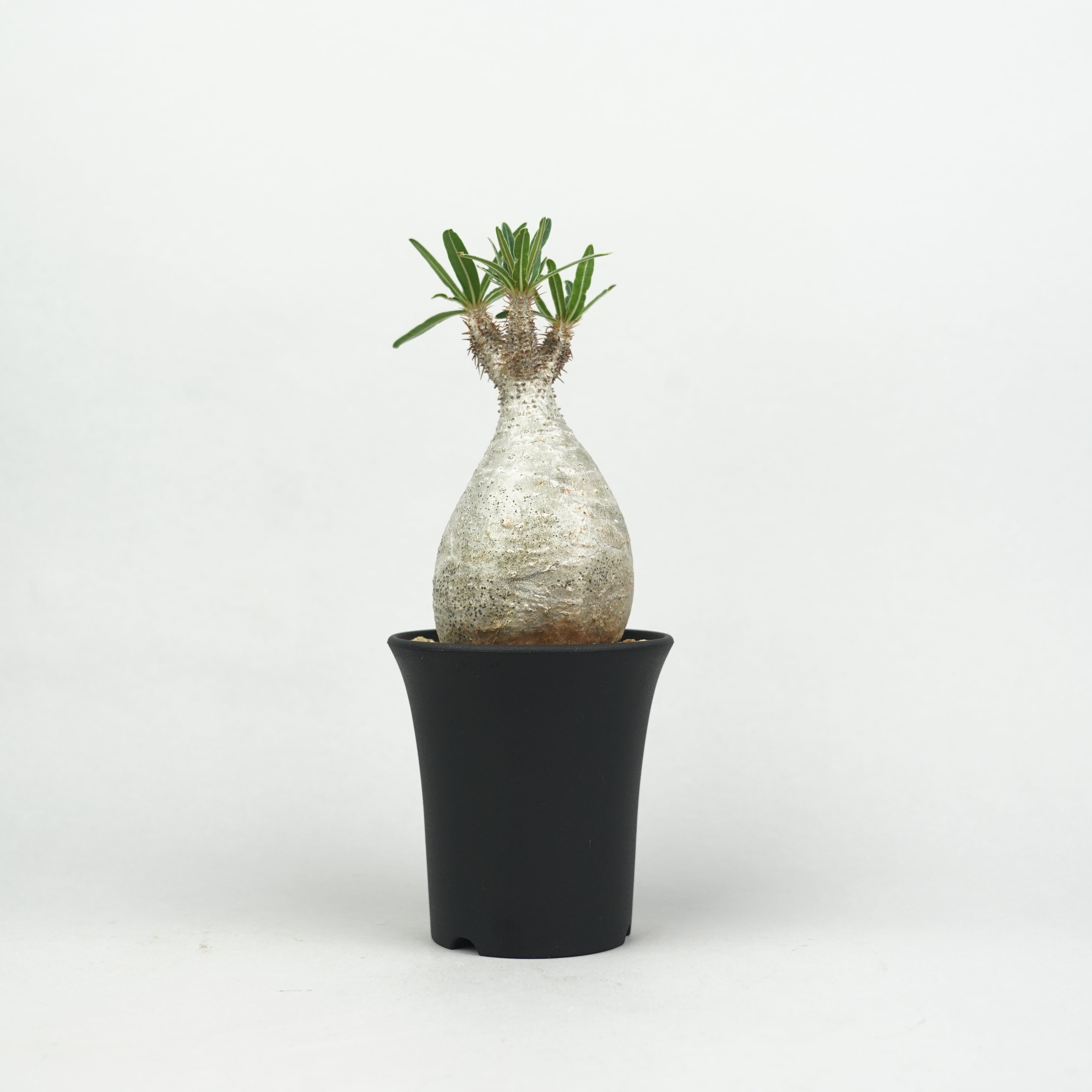 パキポディウム・グラキリス「Pachypodium rosulatum var. gracilius