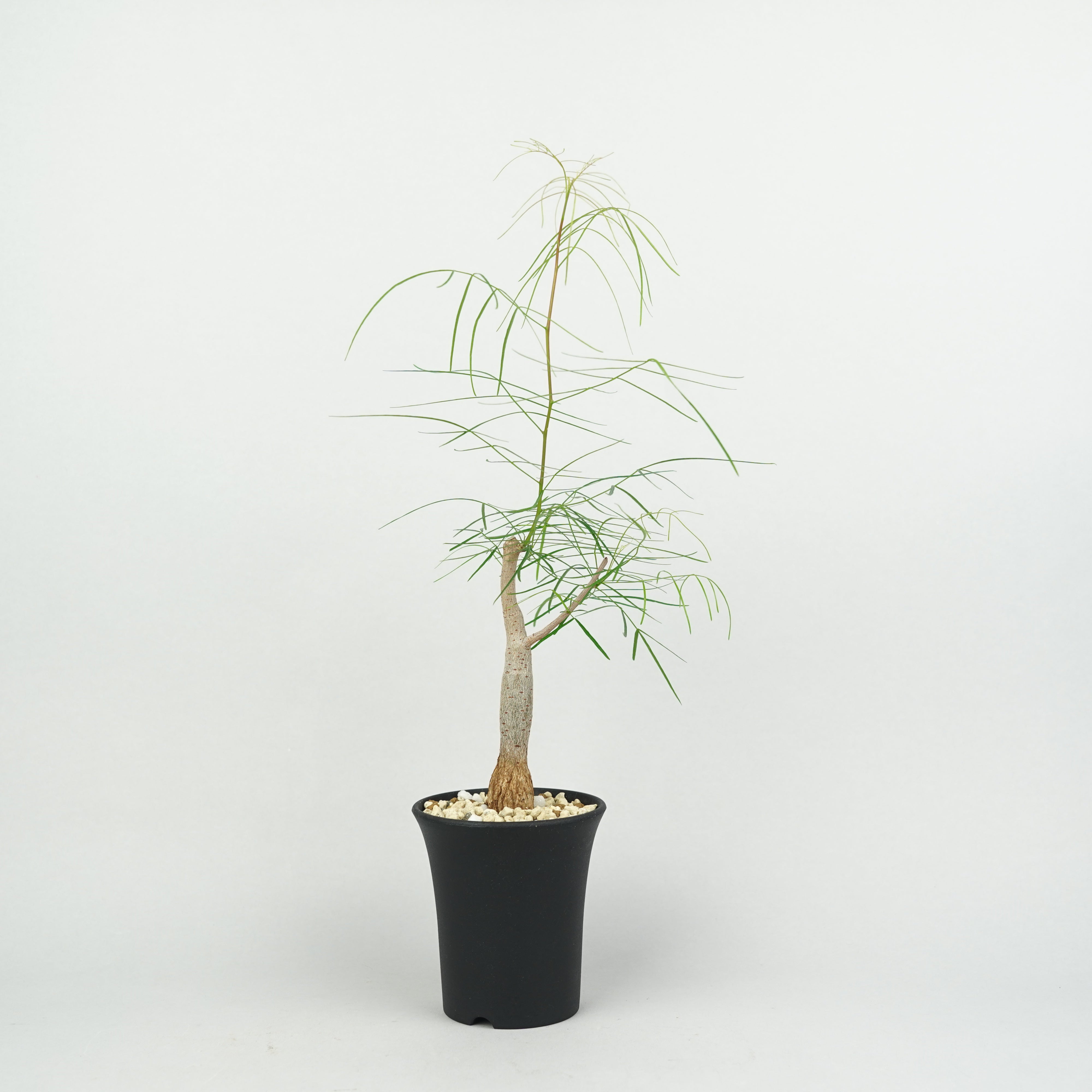 ブルセラ・パラドクサ「Bursera paradoxa」/ KB072 – Hachi-8