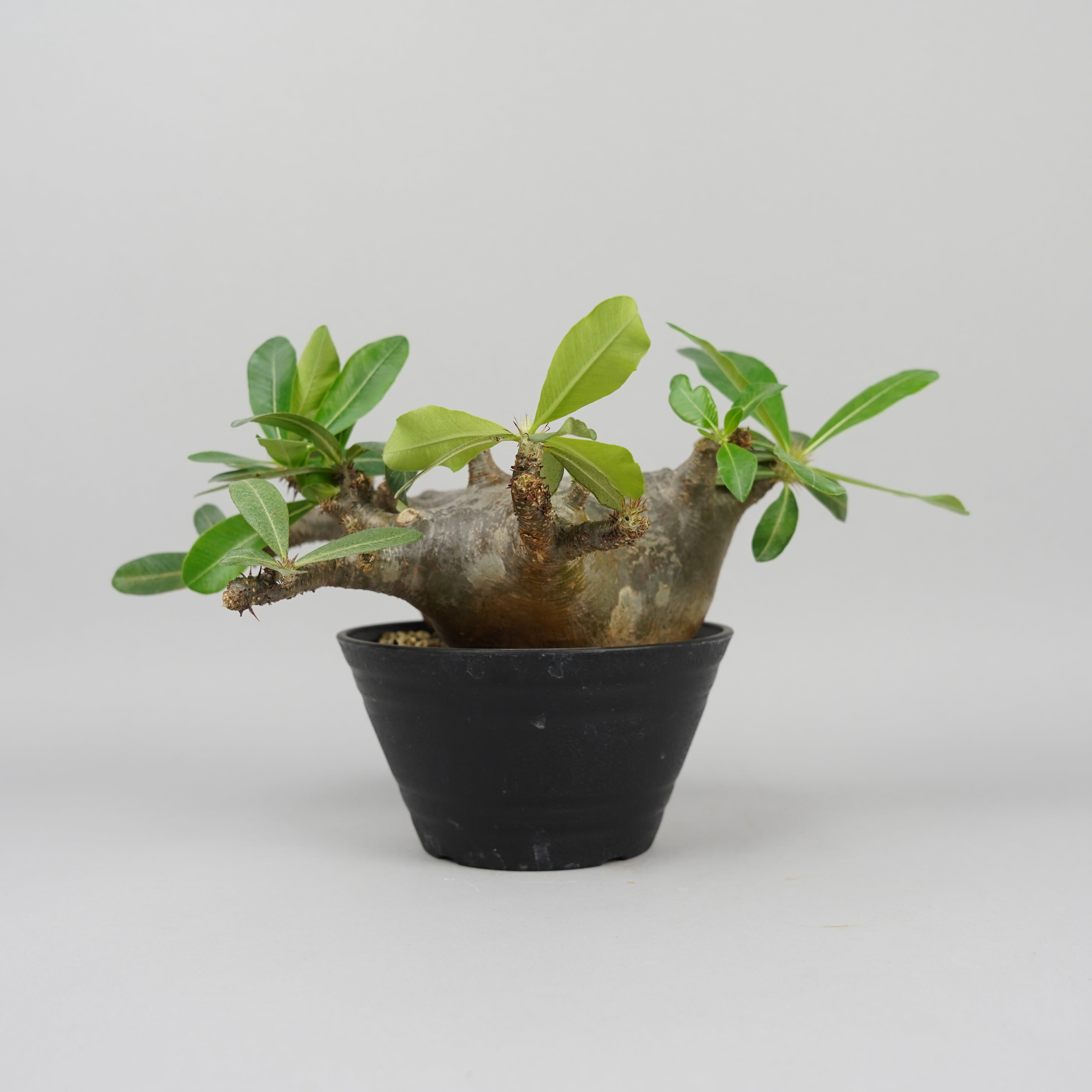 Pachypodium makayense パキポディウム　マカイエンセ パキポディウム マカイエンセ Pachypodium makayense/PA0001③ – Hachi-8