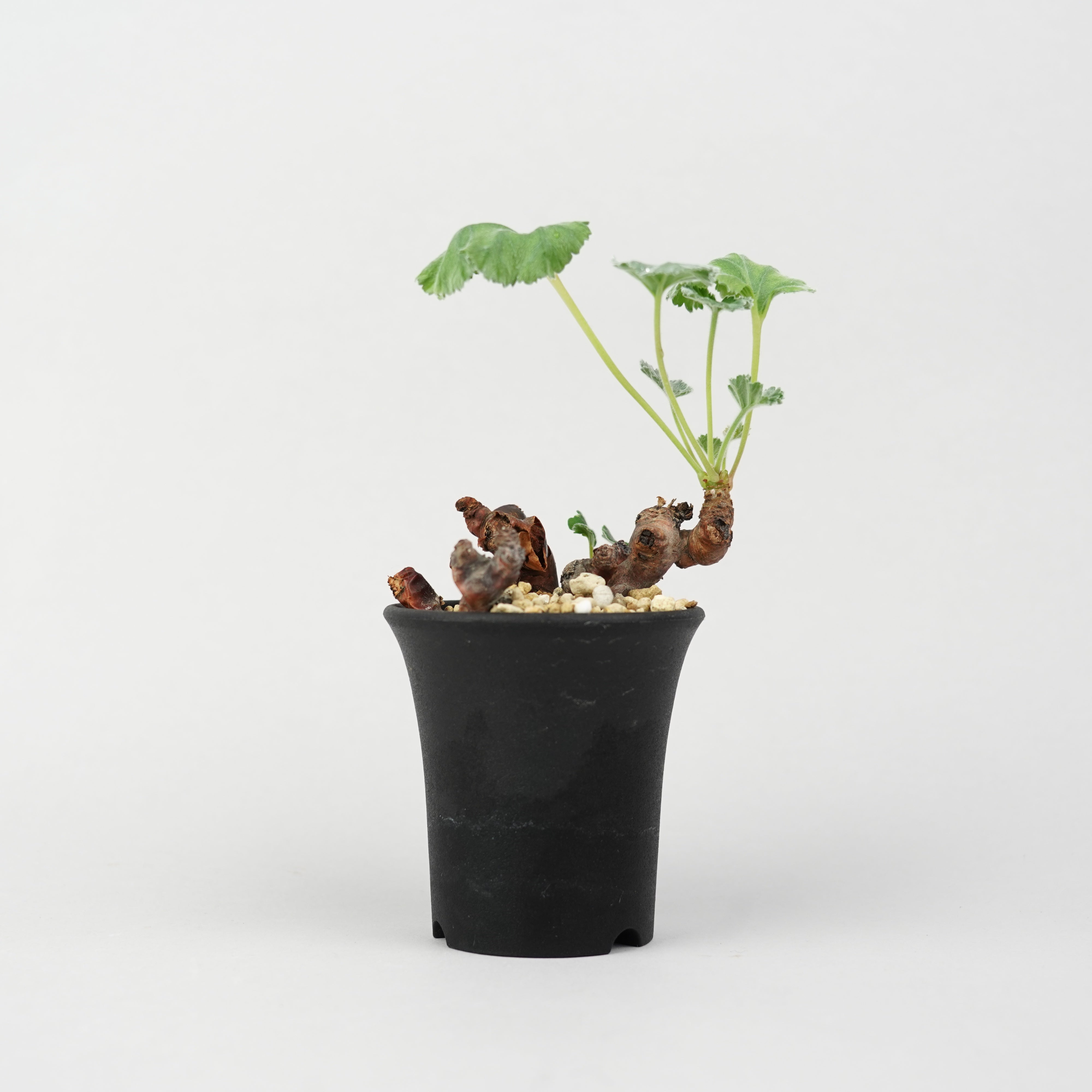 ペラルゴニウム・ミラビレ 「Pelargonium Mirabile」/ WI123 – Hachi-8