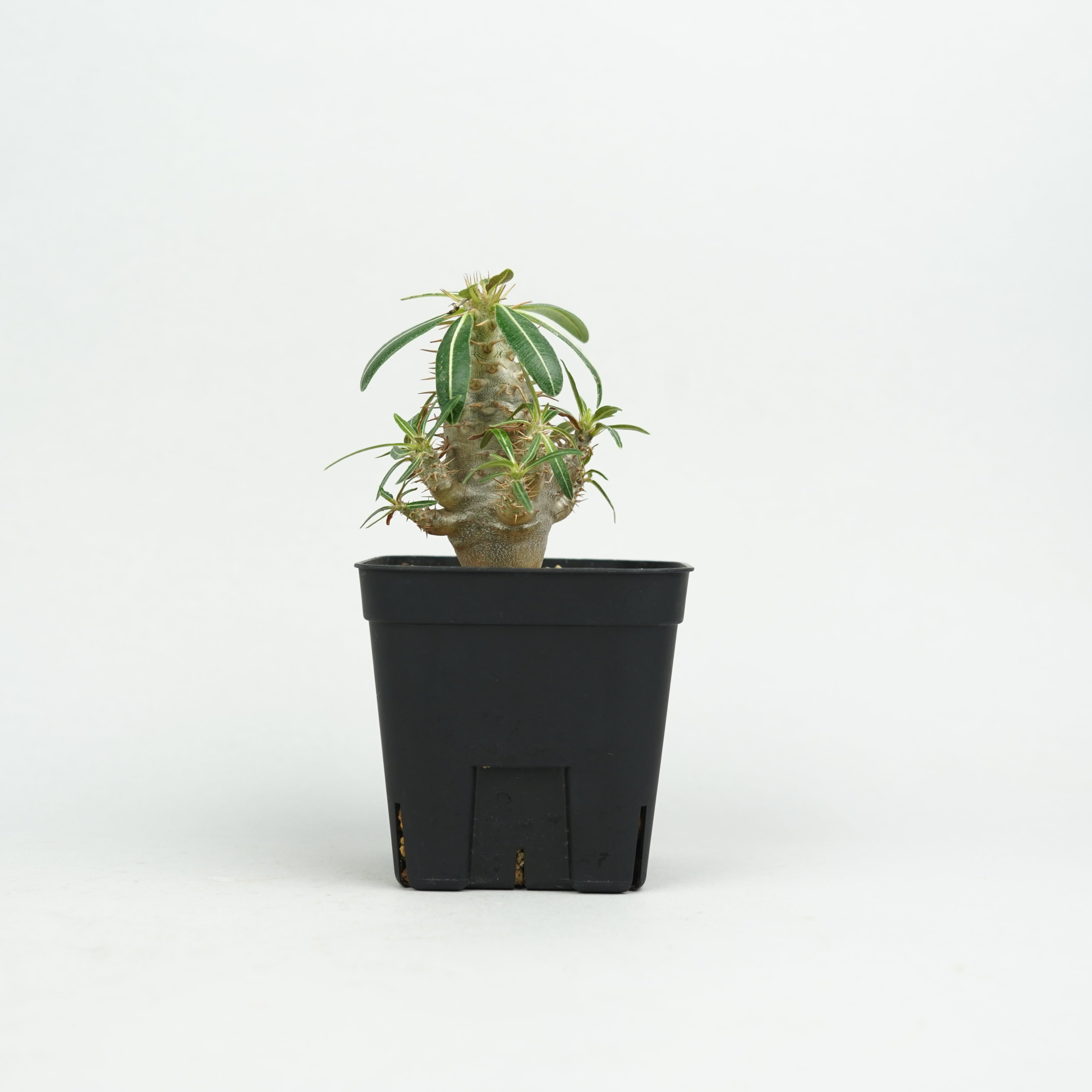 パキポディウム・カクチペス「Pachypodium cactipes」/ PA0339 – Hachi-8