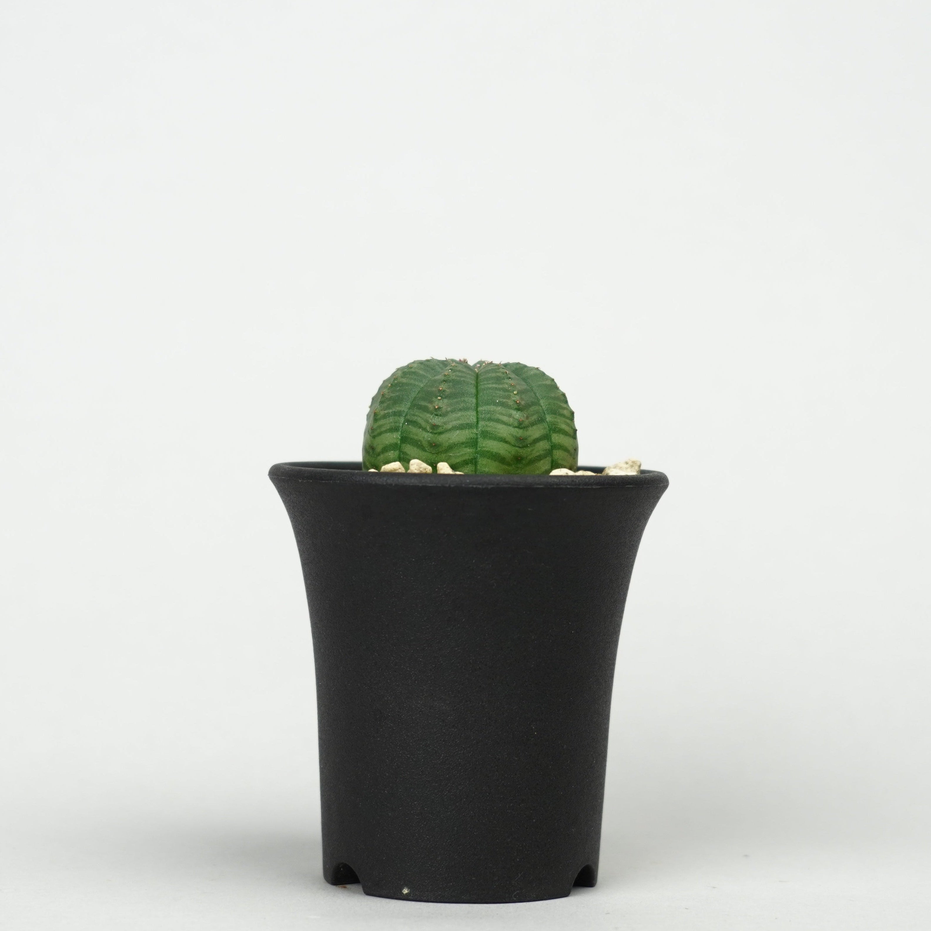 ユーフォルビア・オベサ「Euphorbia Obesa」/EU459 – Hachi-8