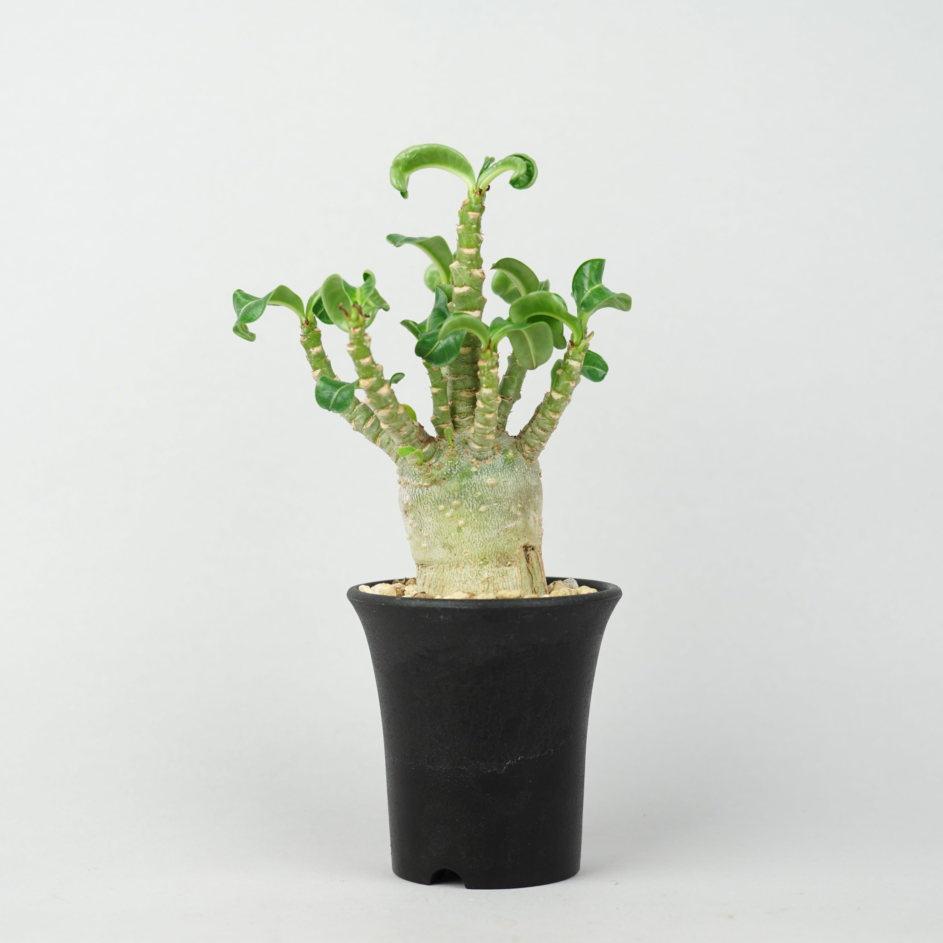 アデニウム メデューサ DHA 極美 Adenium Medusa DHA アデニウム・メデューサ・D.H.A (獅子葉)「Adenium 'Medusa' D.H.A