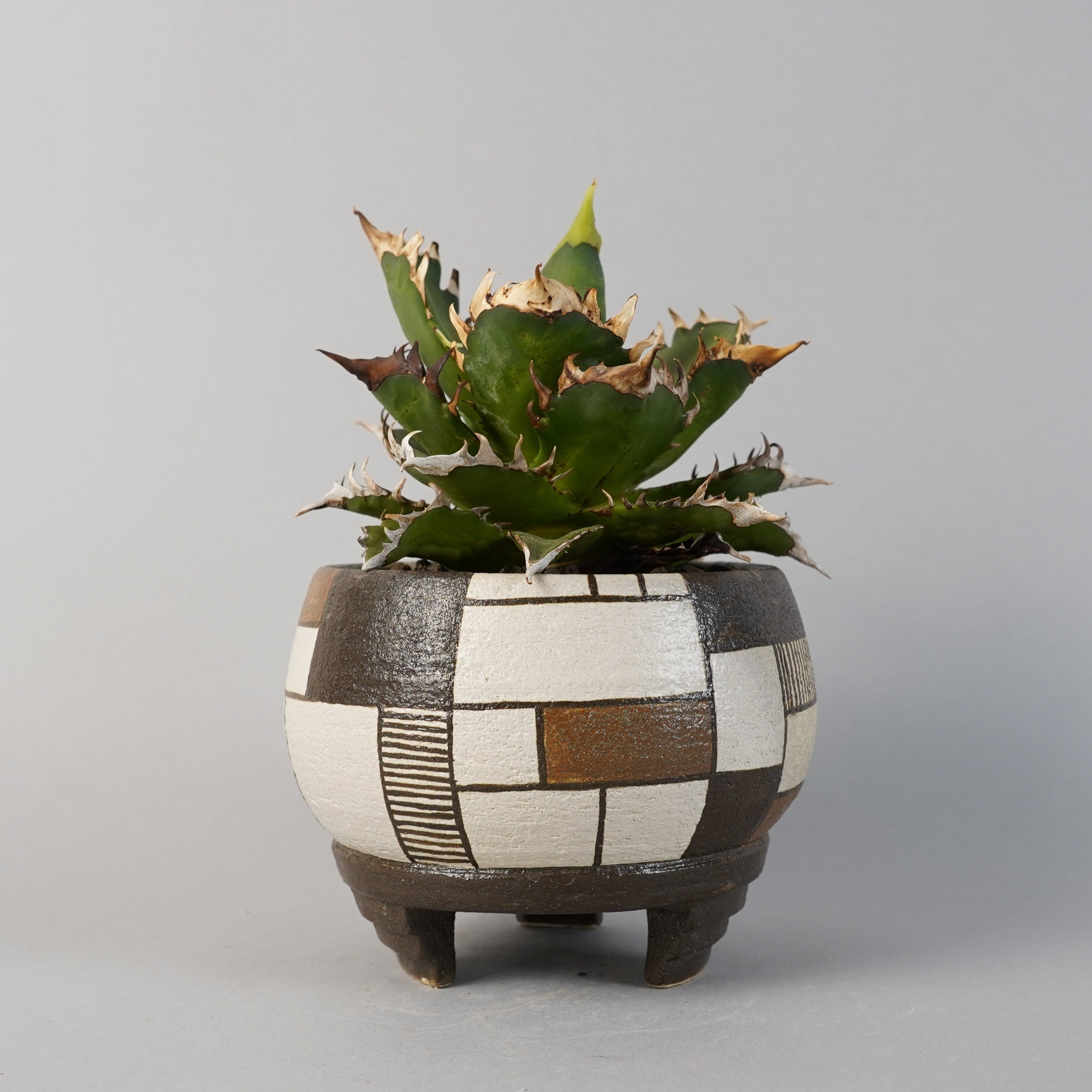 アガベ チタノタ レッドキャットウィーズル Agave titanota”Red