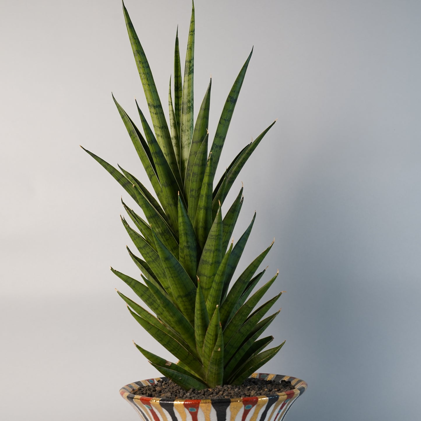 サンセベリア インドネシアン ハイタワー Sansevieria Indonesian High Tower/ET0221×鉢1kKE54