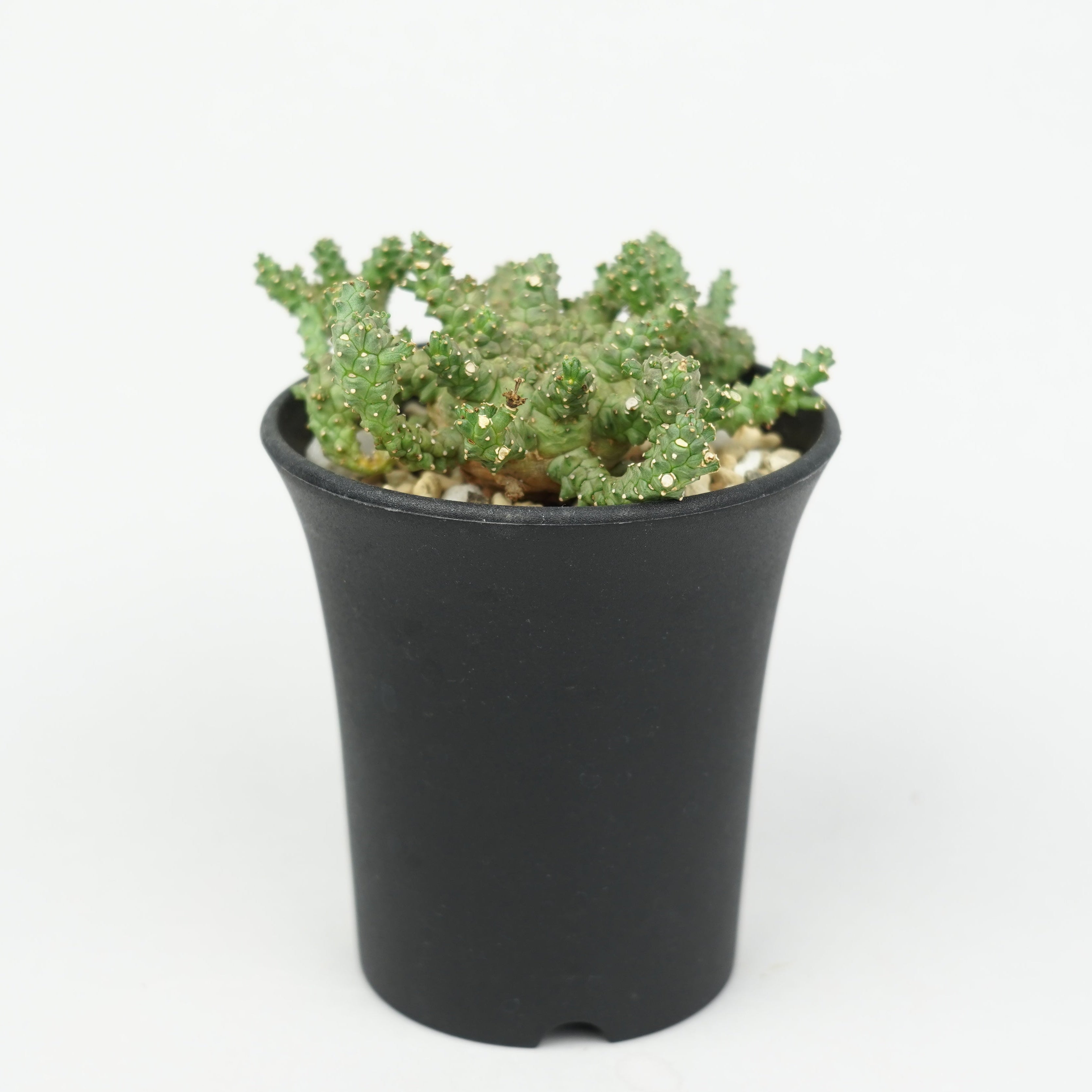 ユーフォルビア・ブレビラマ「Euphorbia Brevirama」/EU640 – Hachi-8