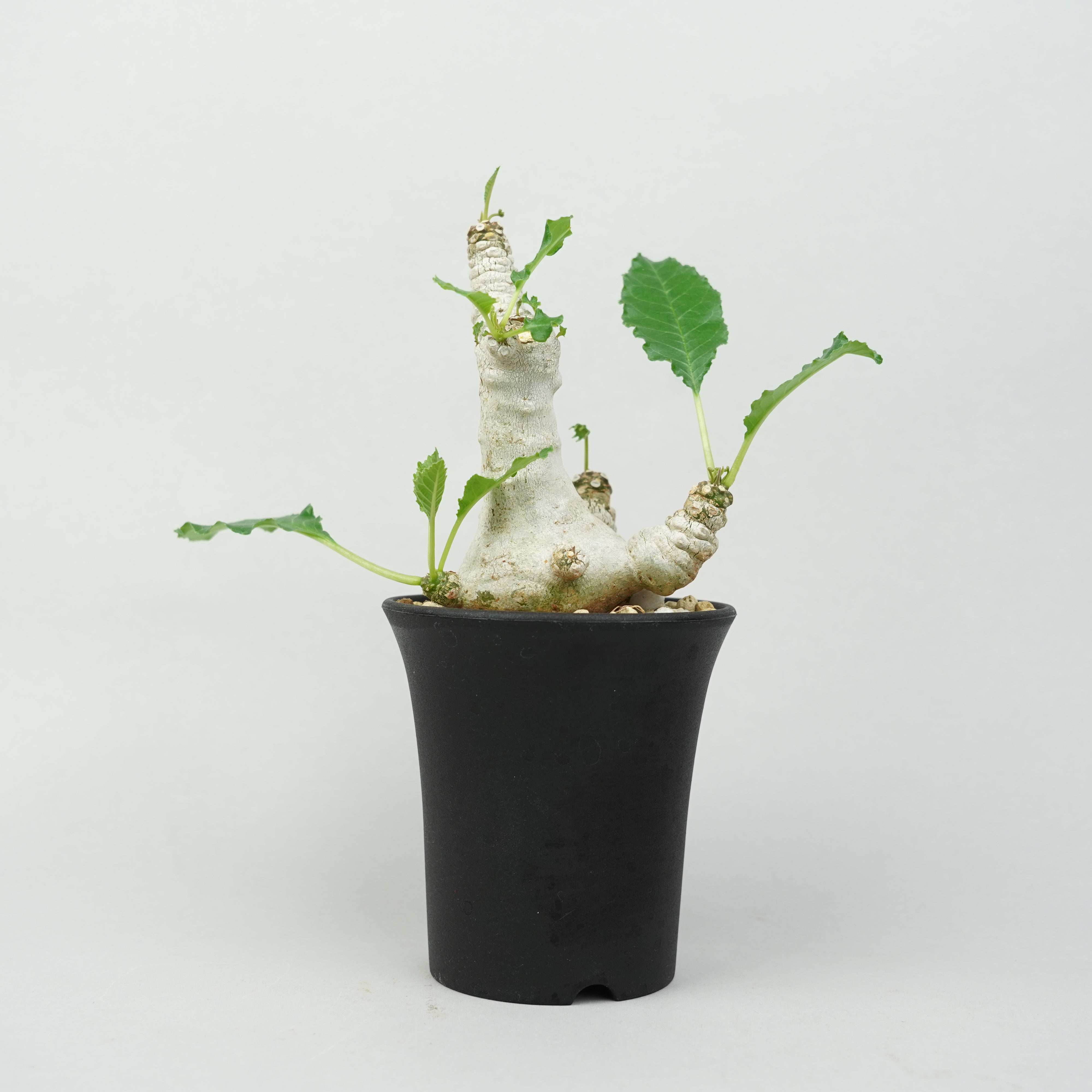 ダブルヘッド 2頭 ドルステニア フォエチダ 観葉植物 ドルステニア・フォエチダ マルチヘッド 「Dorstenia foetida