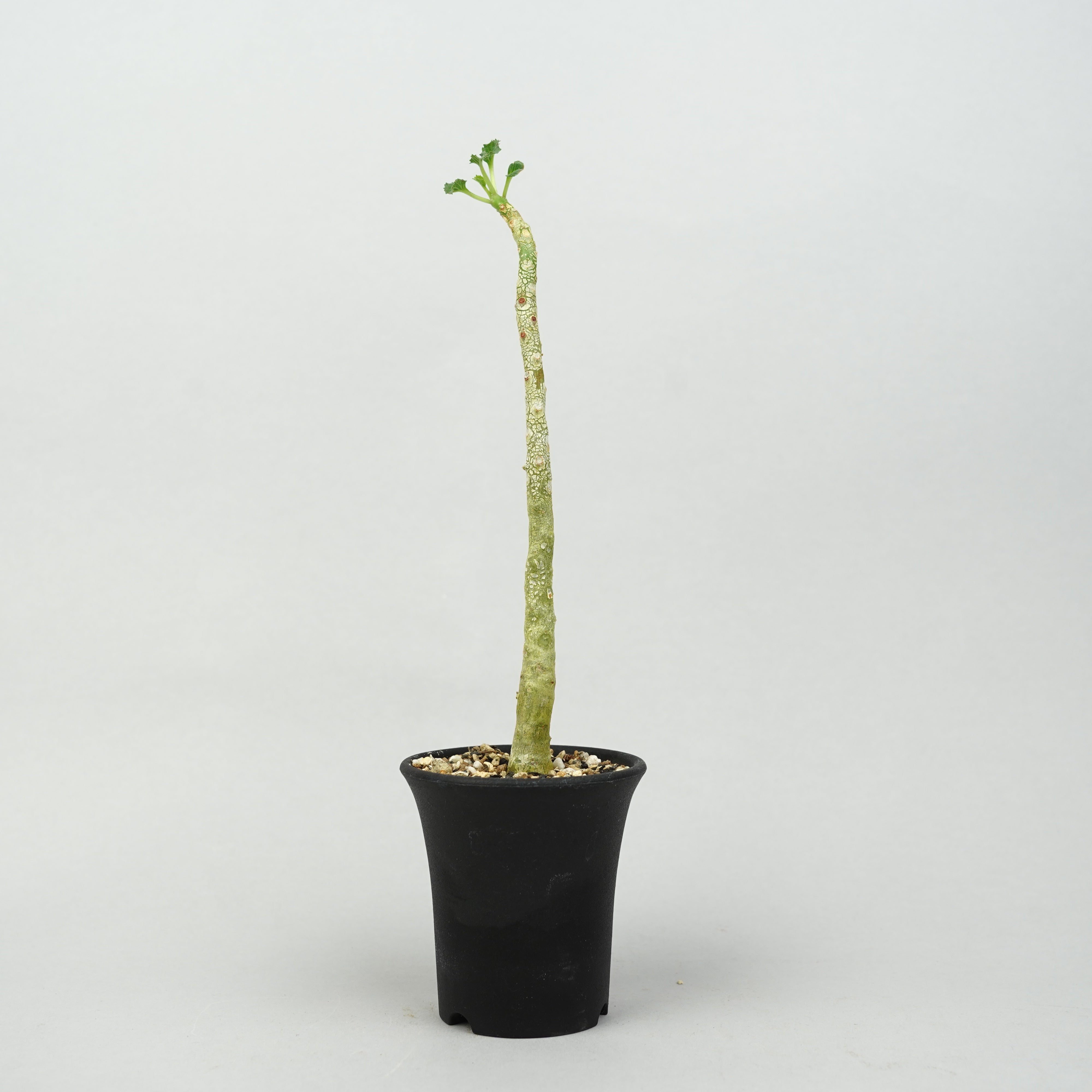 ドルステニア　ジプソフィラ　変態株 ドルステニア・ジプソフィラ「Dorstenia Gypsophila」/DL0262 – Hachi-8