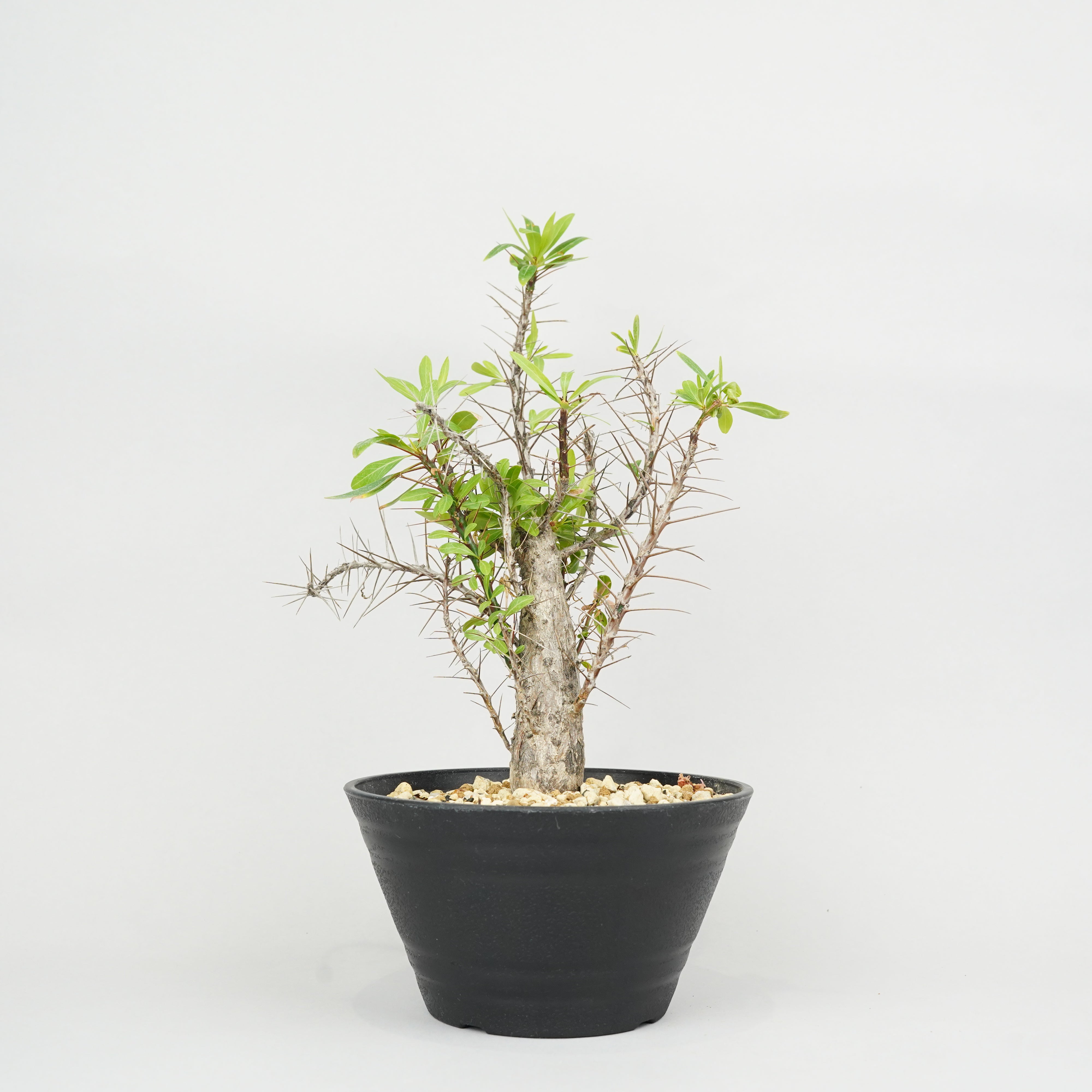 フォークイエリア・プルプシー「Fouquieria purpusii」 / ET0054 – Hachi-8