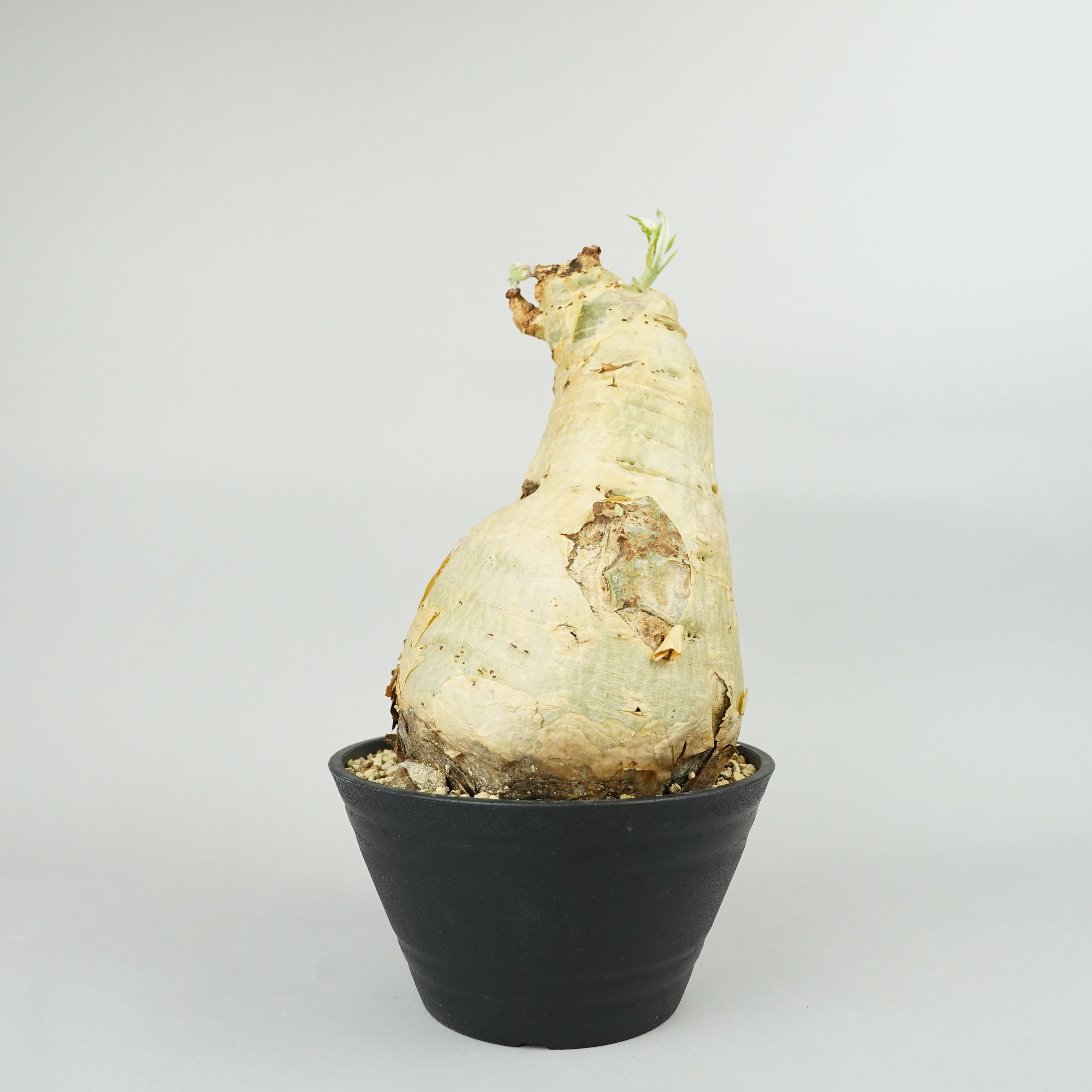 キフォステンマ・セイチアナ 「Cyphostemma сеchianum」/ET1065 – Hachi-8