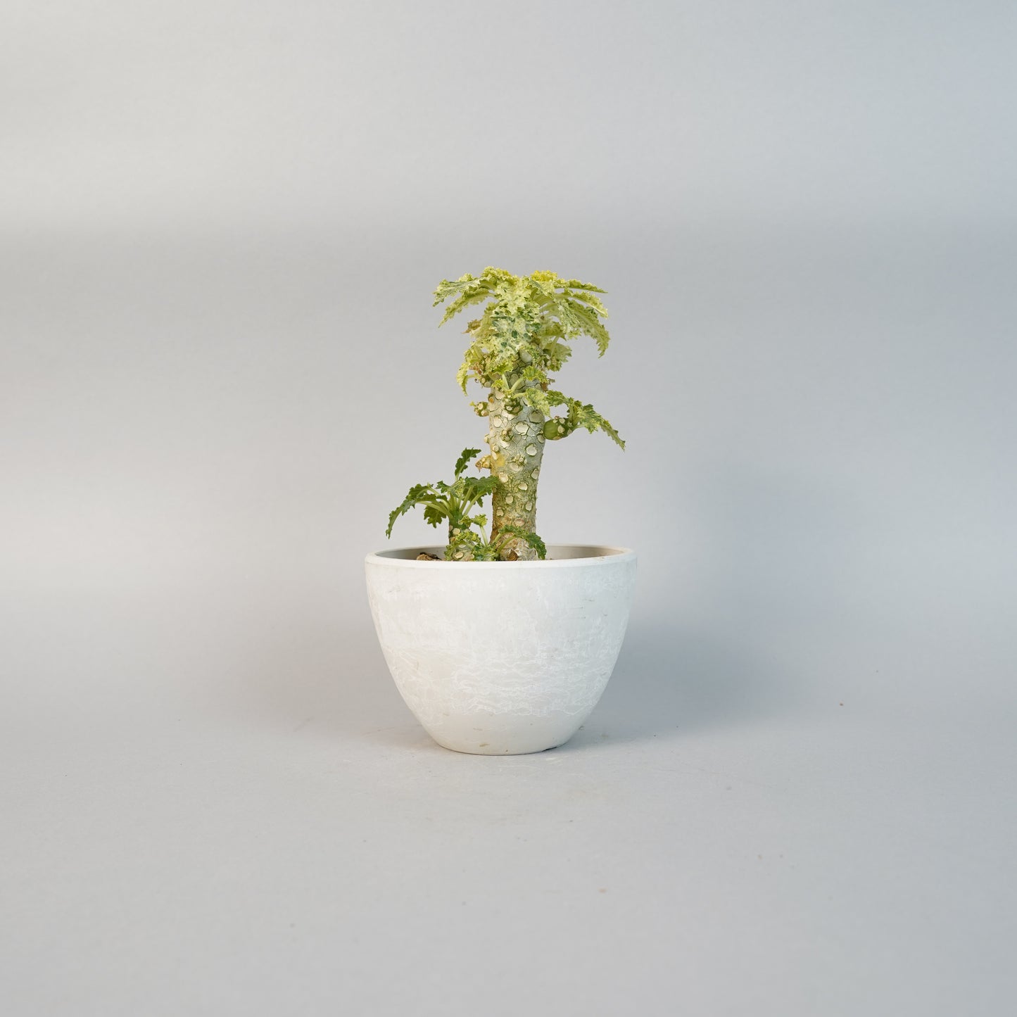 ドルステニア ホルウッディ 斑入 Dorstenia horwoodii/ET0043