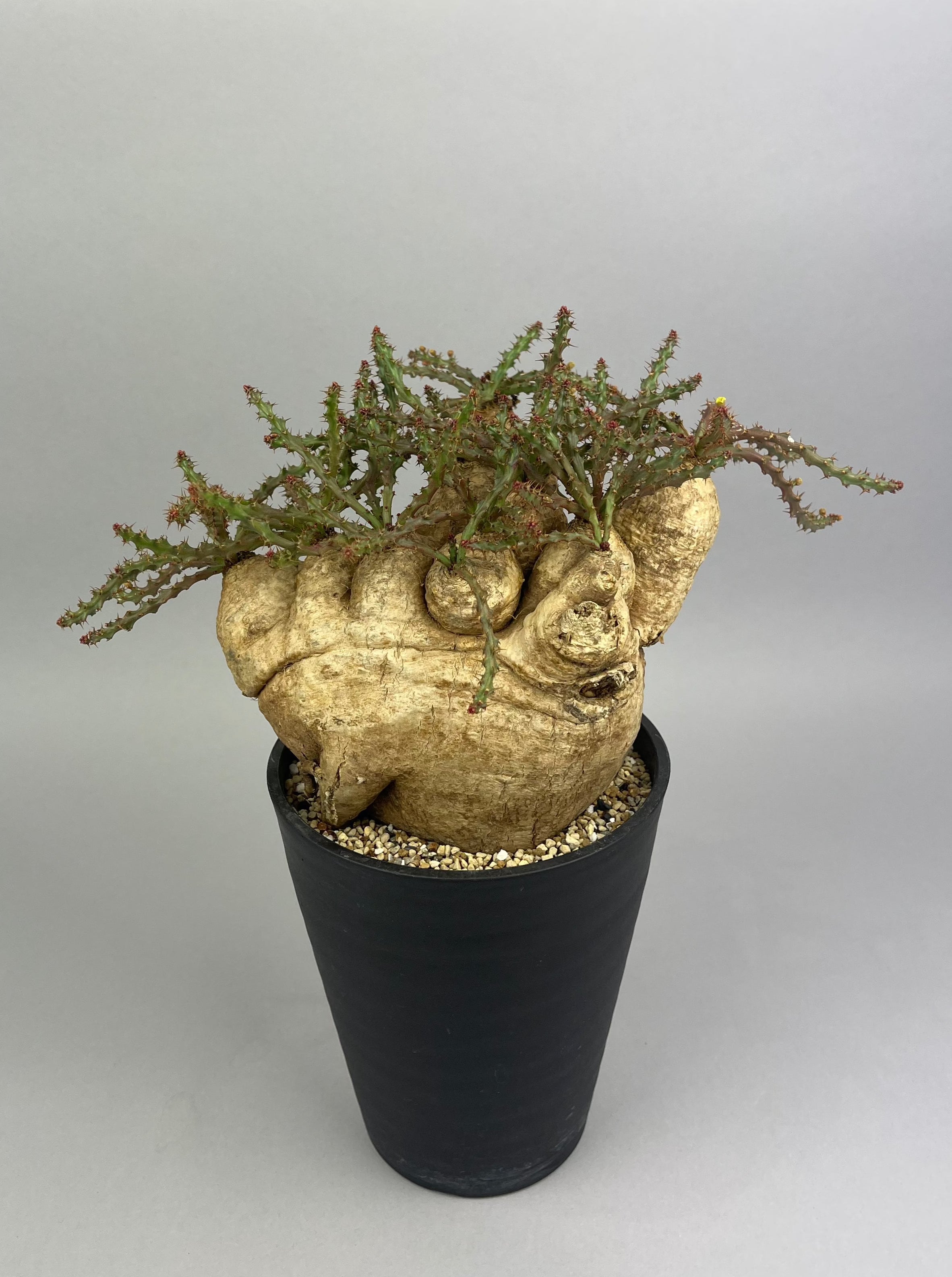 ユーフォルビア デシドゥア「Euphorbia decidua」/EU0037 ③