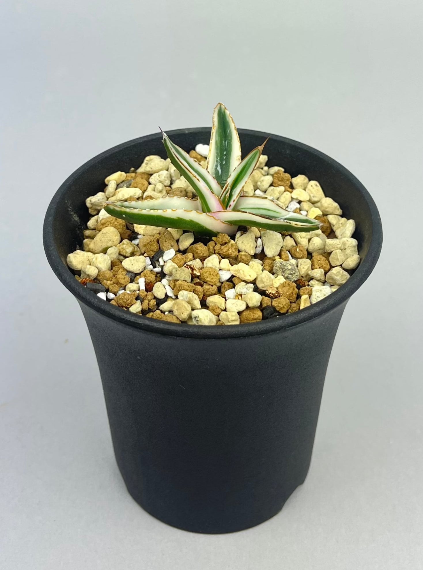 アガベ 氷山「Agave victoriae-reginae 'Hyouzan'」/AG0028 – Hachi-8