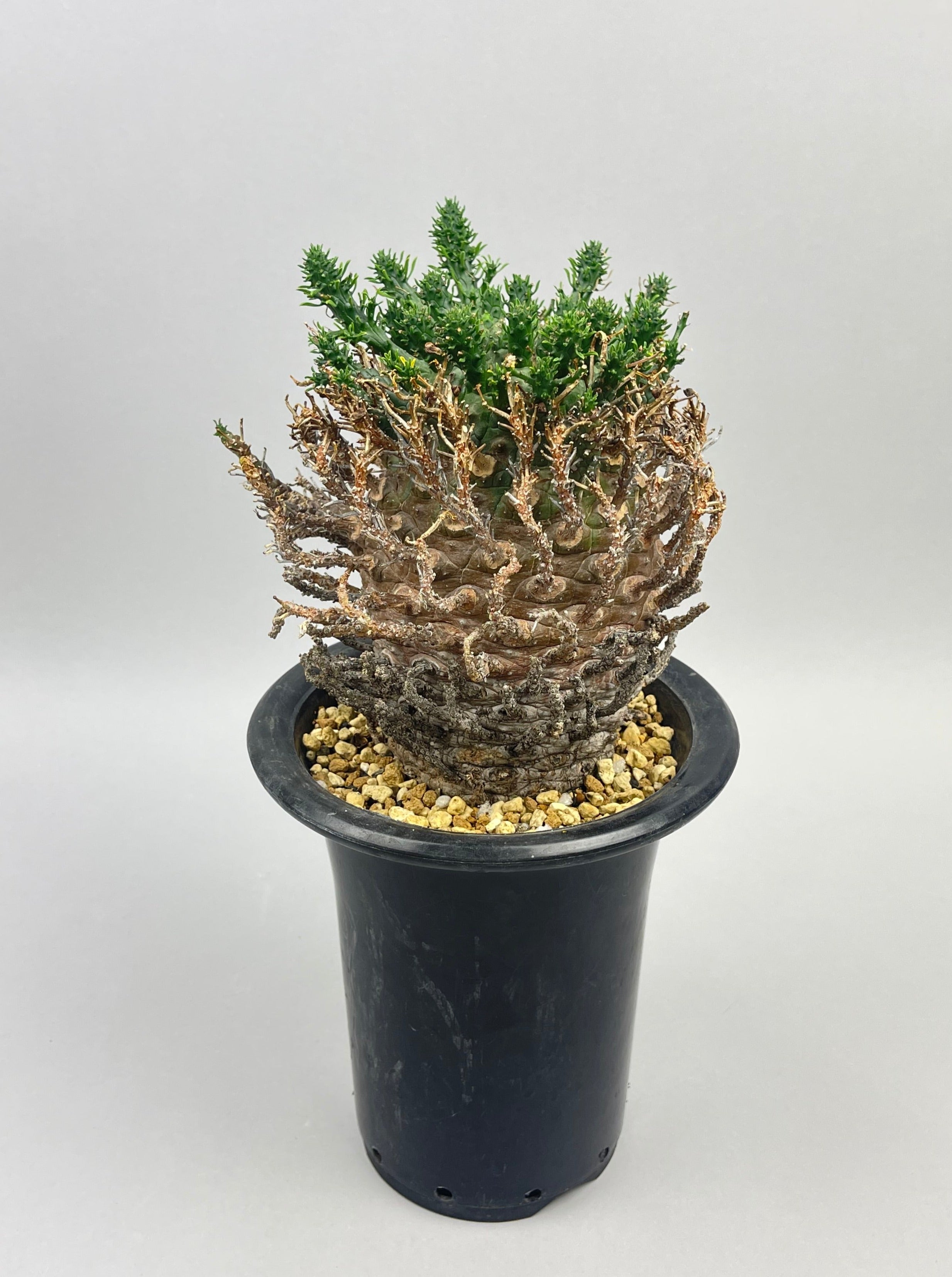 ユーフォルビア デセプタ「Euphorbia decepta」/EU0035 ③ – Hachi-8