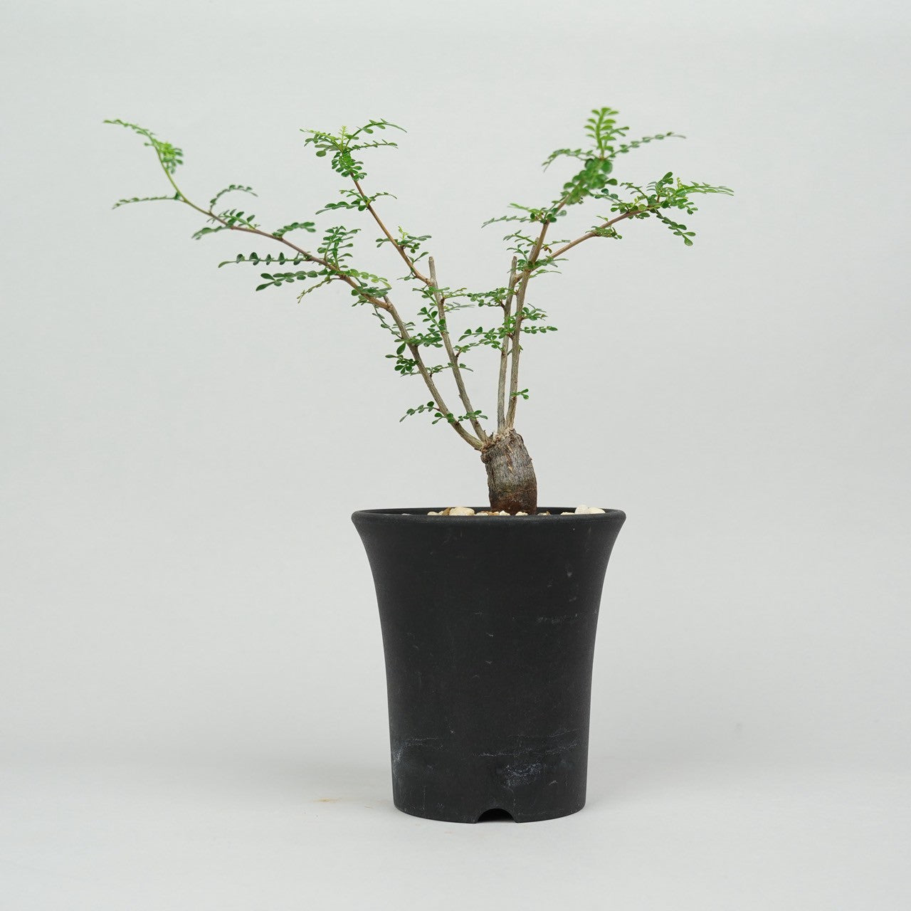 オペルクリカリア・パキプス 根挿し「root cuttings of