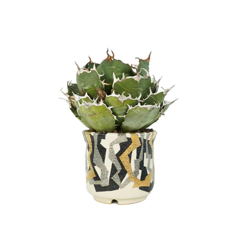 HACHI-8の、この春一押しの鉢をシリーズ化