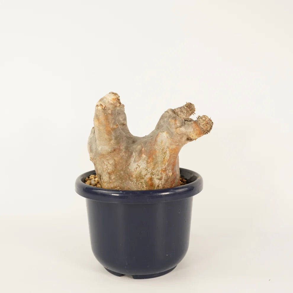 パキポディウム　イノピナツムの特徴