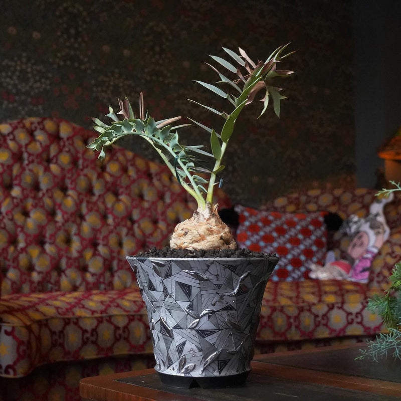 多田 幸史 X エンセファラルトス・ホリダス