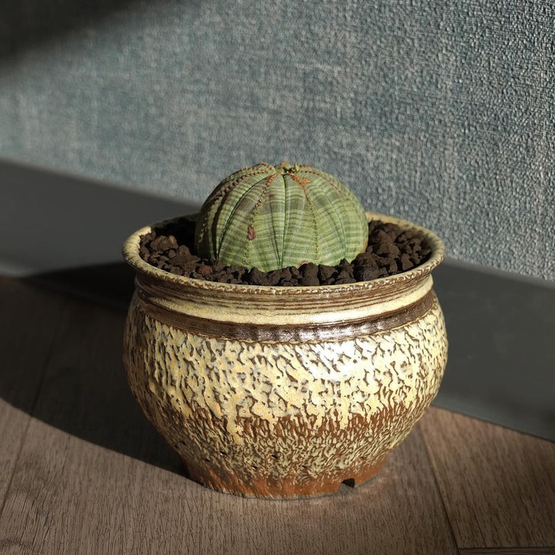 祢津 純平 X ユーフォルビア・オベサ